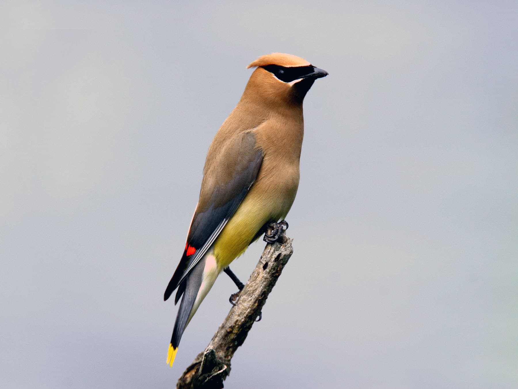 Cedar waxwing perched