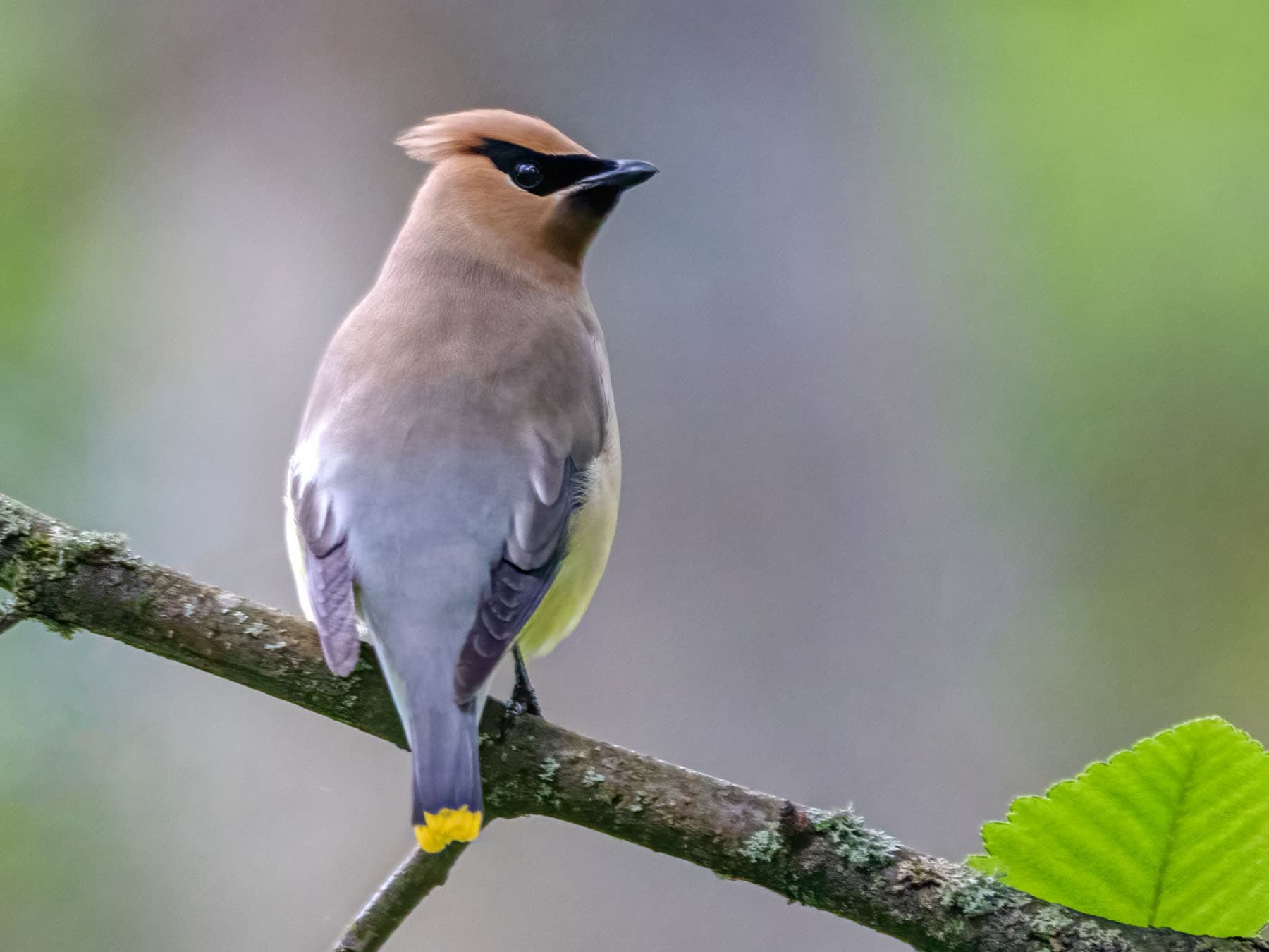 Cedar waxwing perched
