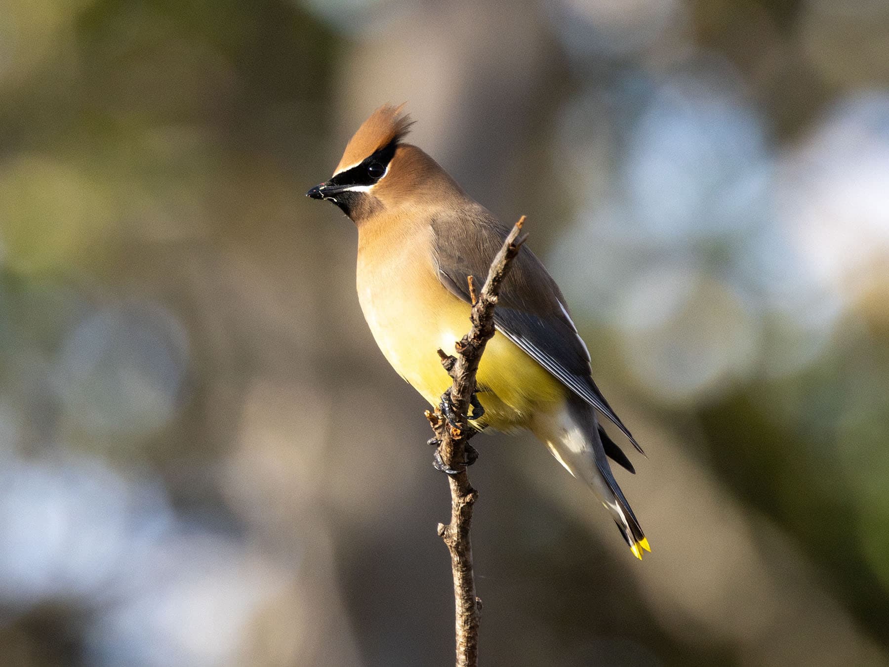 Cedar Waxwing perched