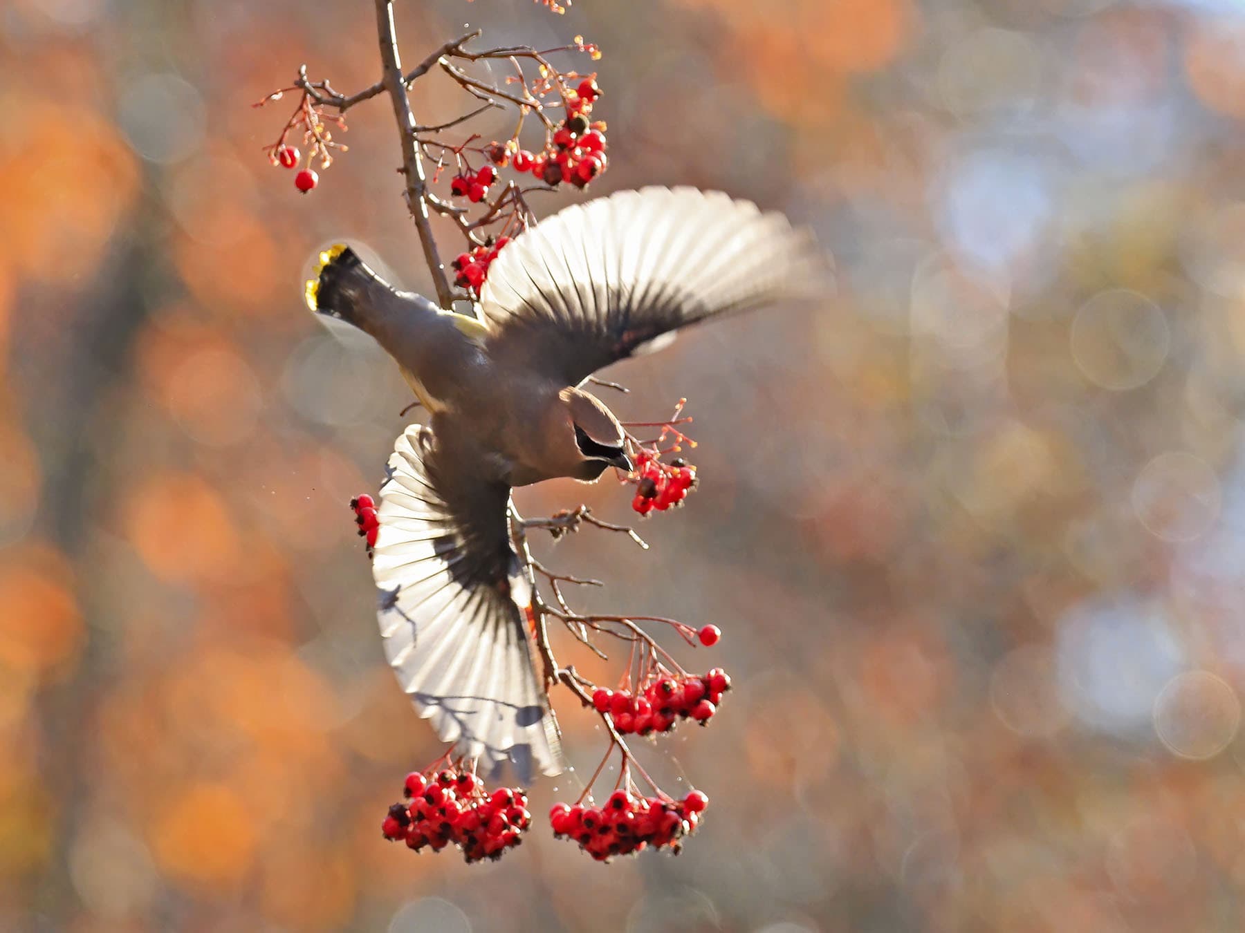 Cedar Waxwing taking off after feeding