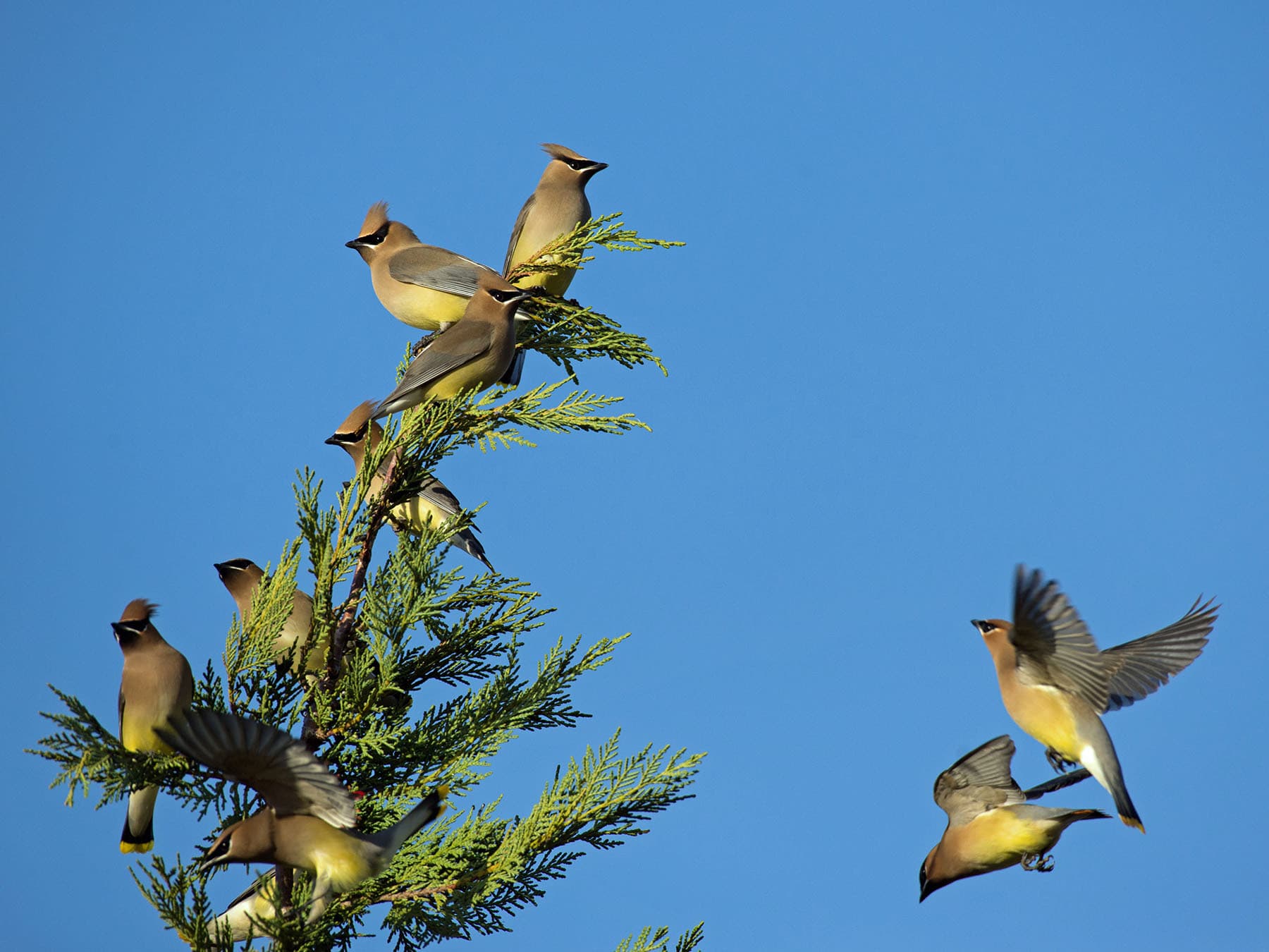 Cedar waxwings in tree