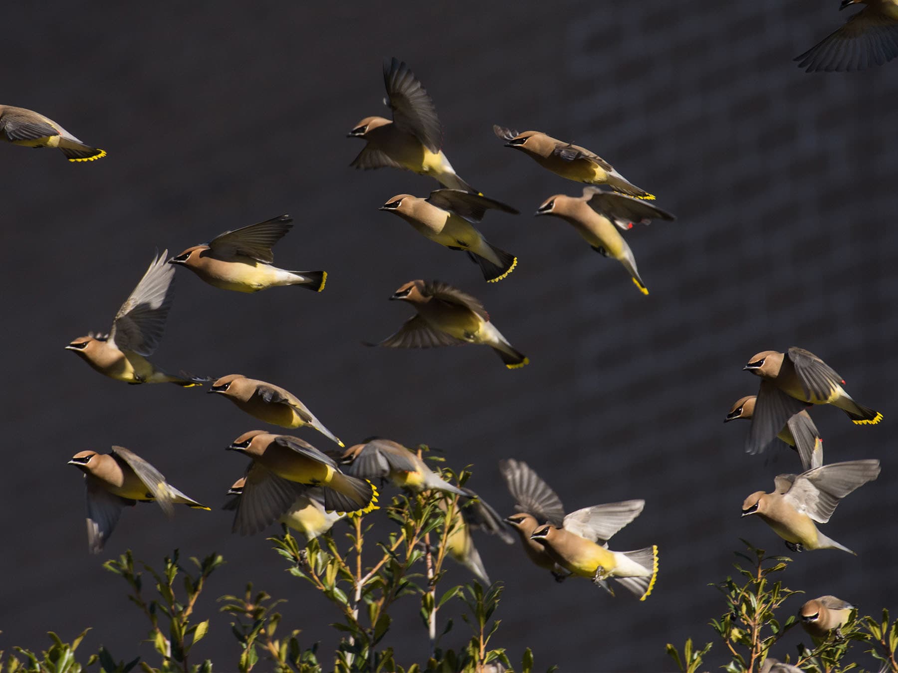 Cedar waxwings
