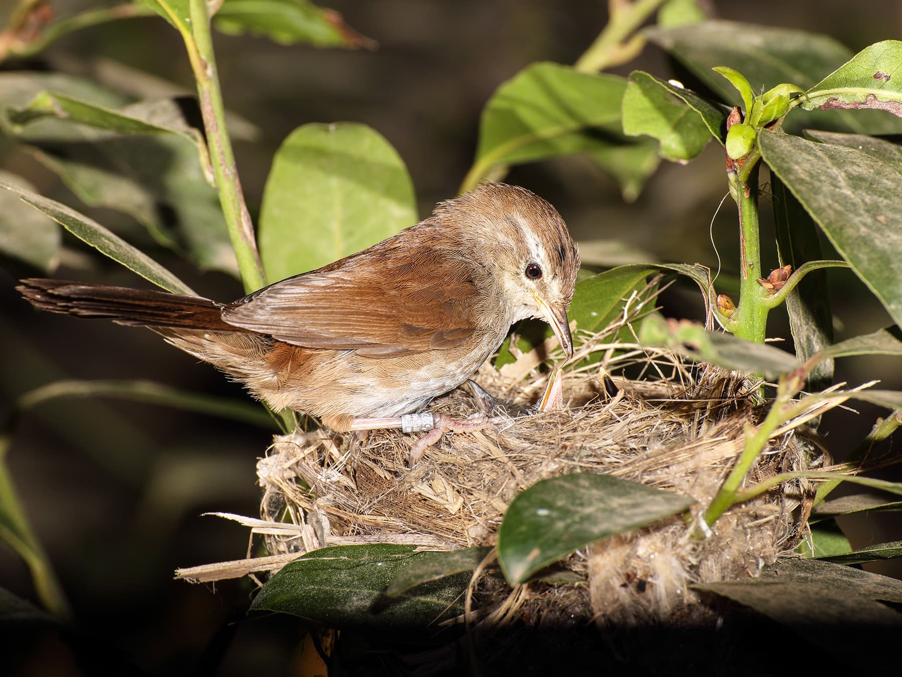 Cetti's Warbler at nest feeding young