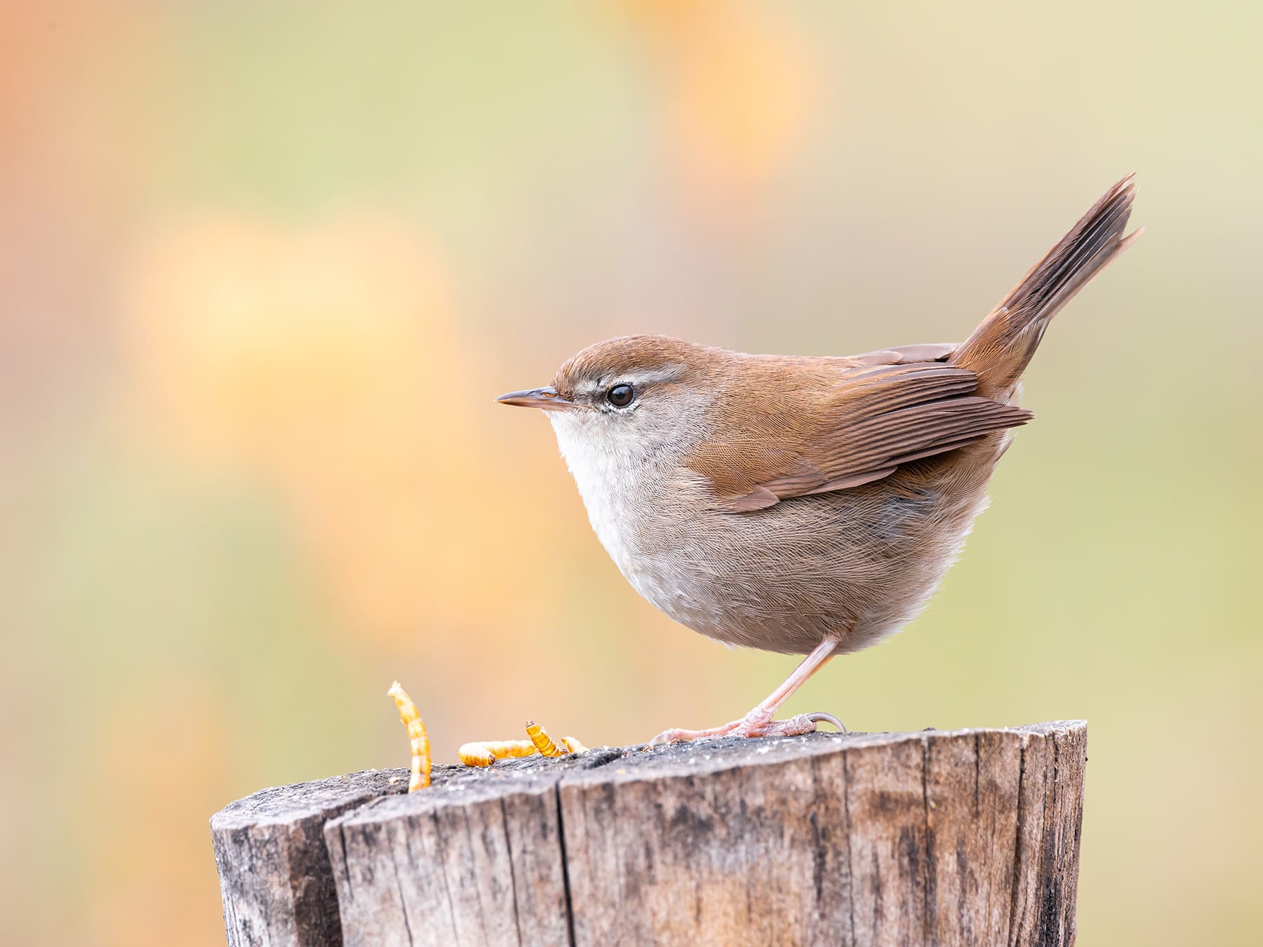 Cetti's Warbler perched on a tree stump feeding
