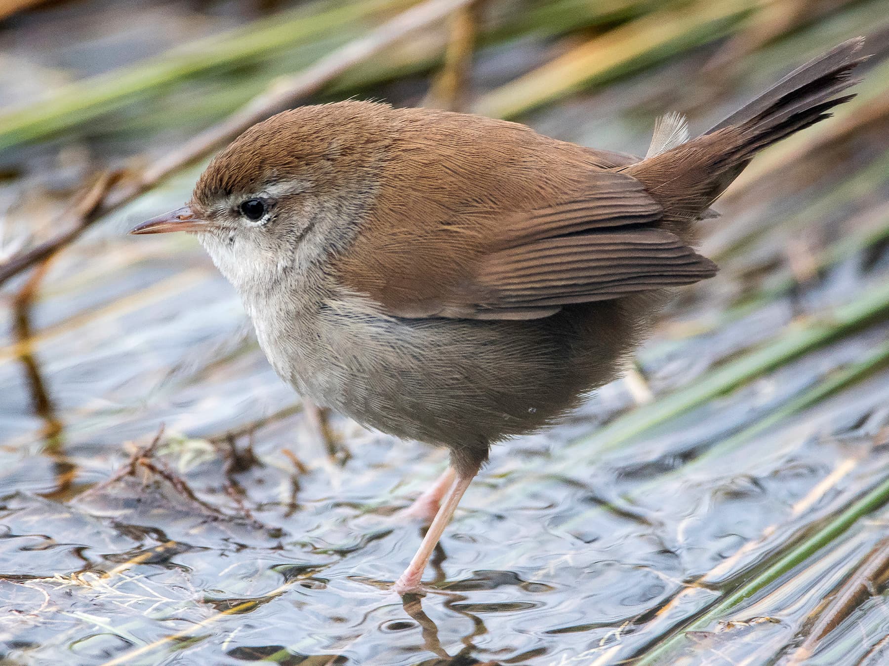 Cetti's Warbler standing in marshland