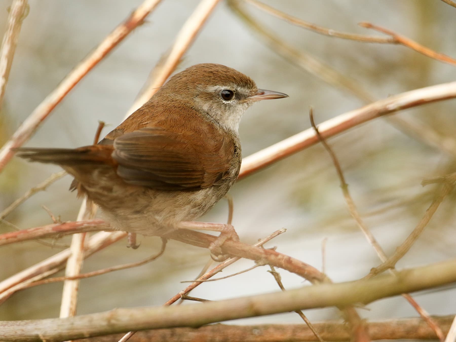 Cetti's Warbler in sitting in reedbed habitat