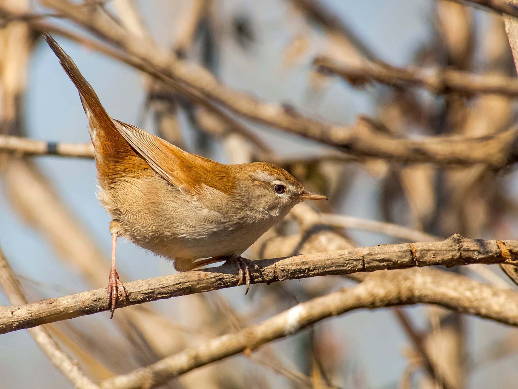 Cetti's Warbler searching for insects