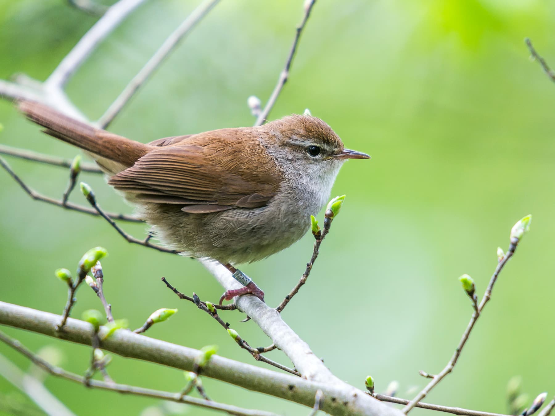 Cetti's Warbler in natural habitat