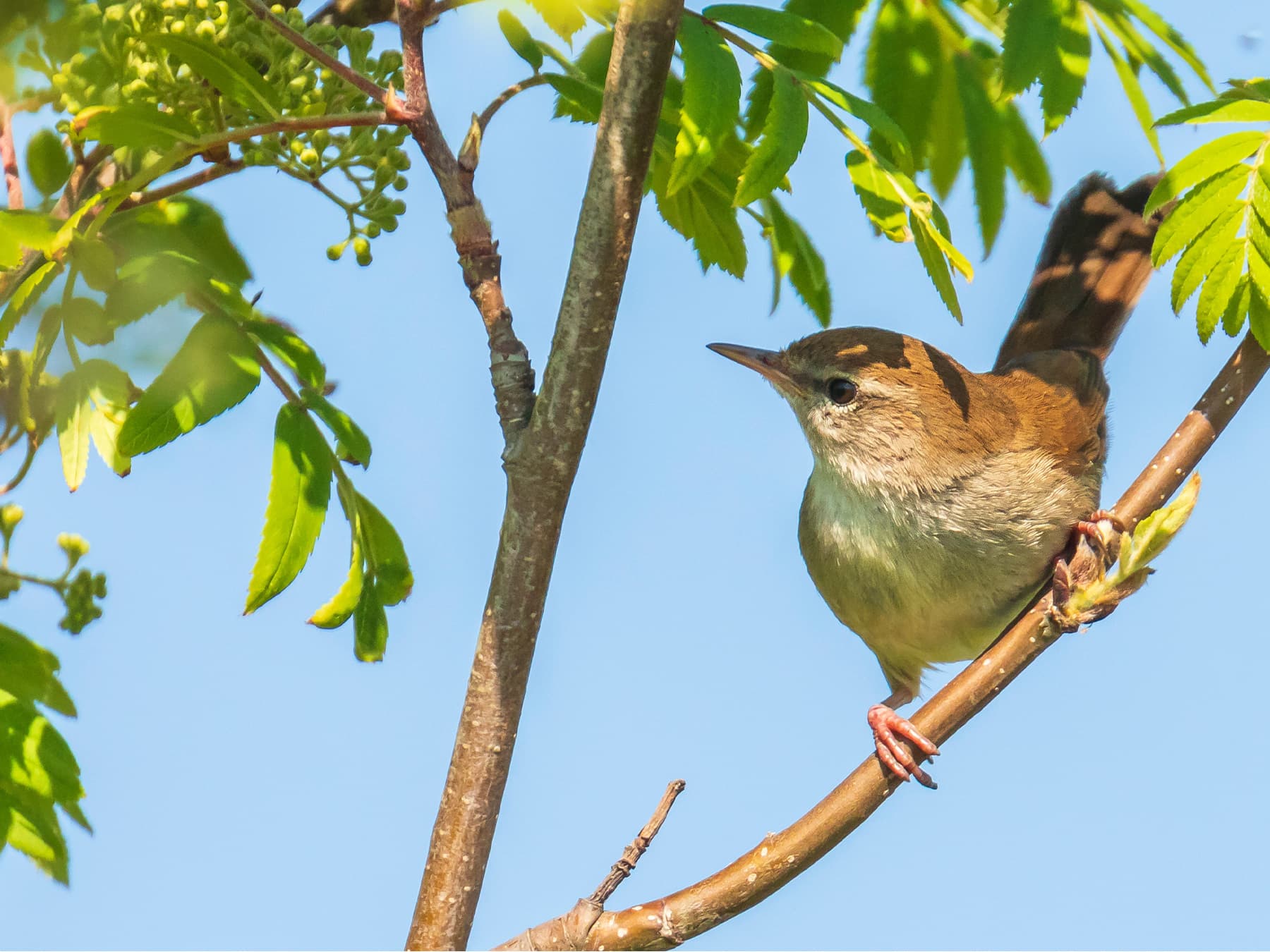 Cetti's Warbler perching in the trees
