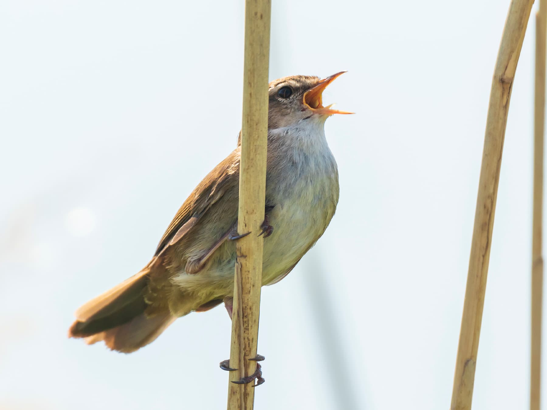 Cetti's Warbler singing from the reedbeds