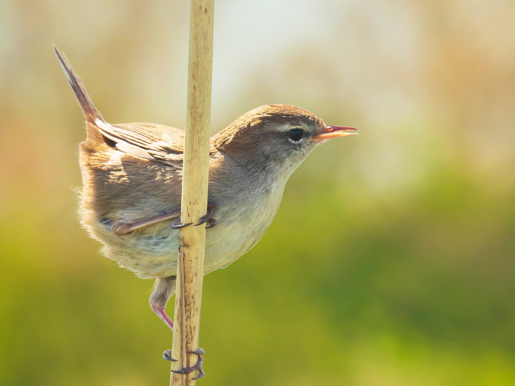 Cetti's Warbler in song
