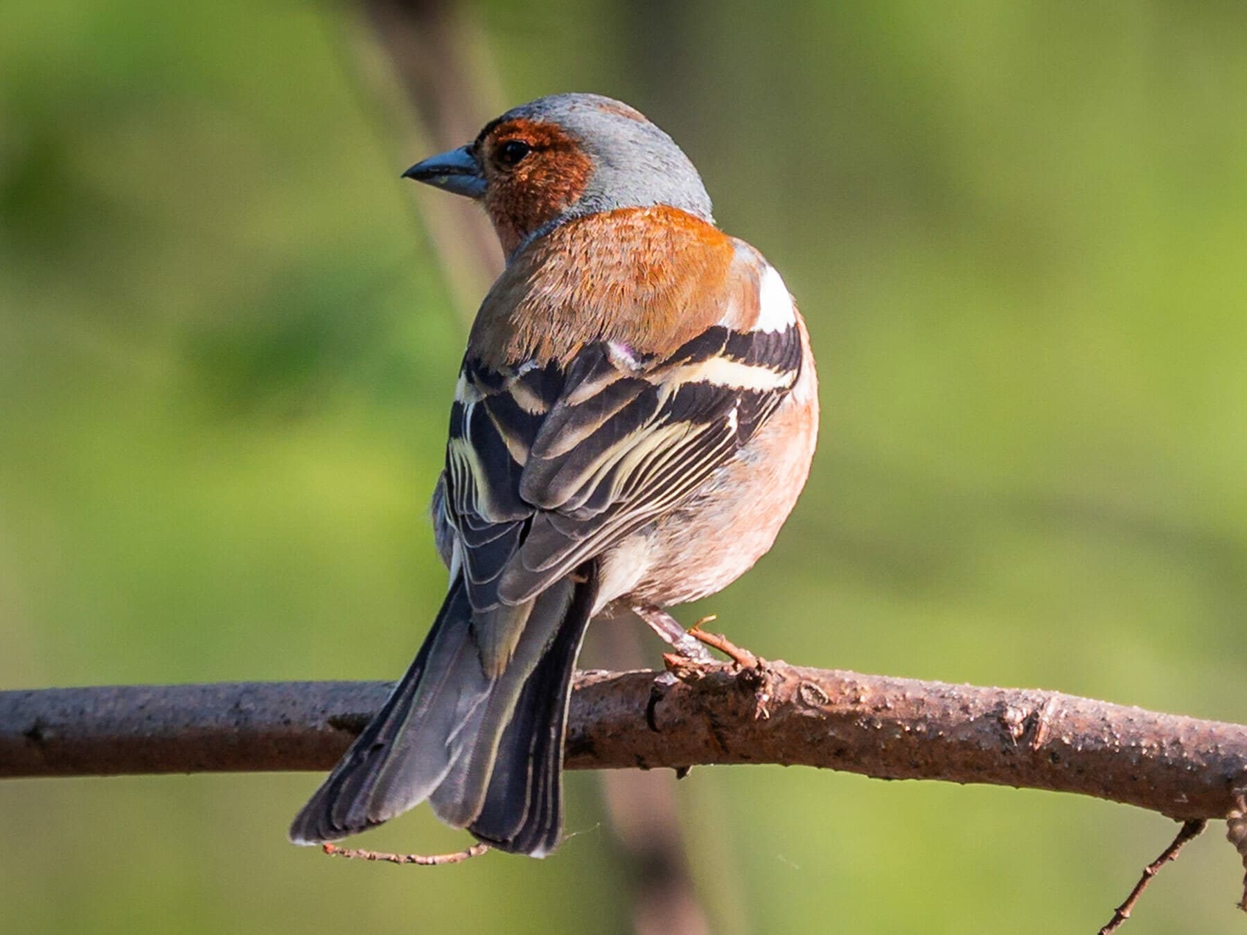 Chaffinch from behind