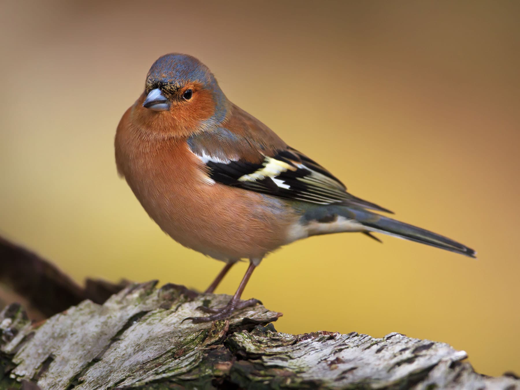 Close up of a Chaffinch (male)