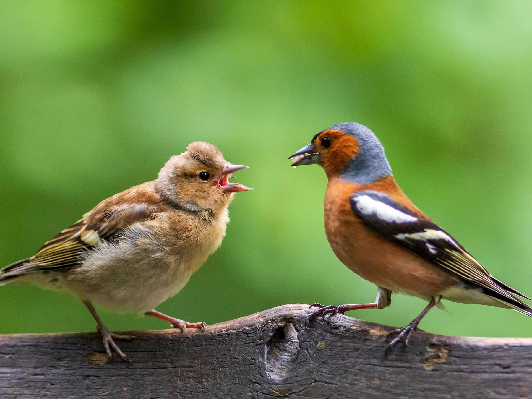 Close up of a Chaffinch fledgling being fed by adult bird