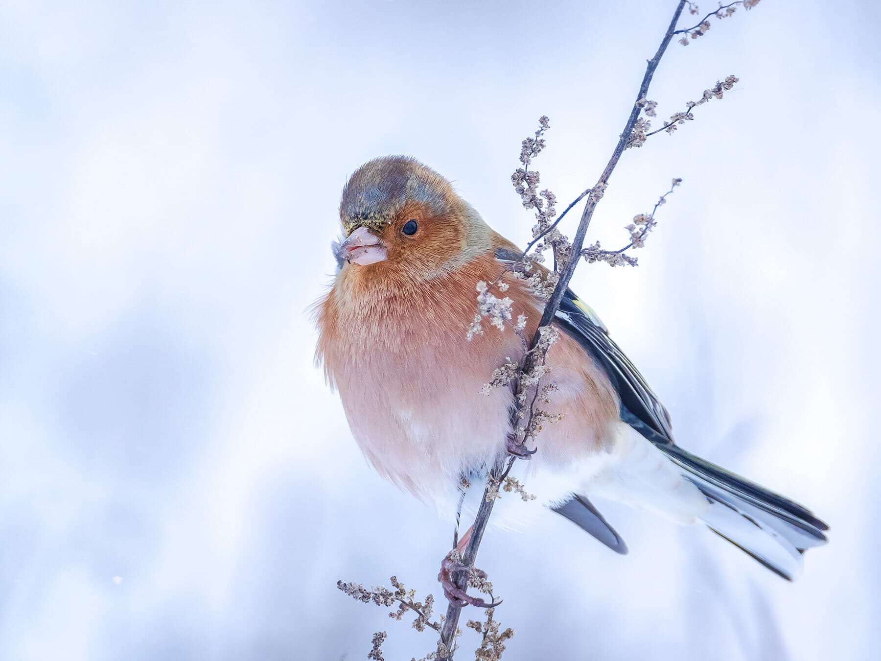 Chaffinch foraging in snow