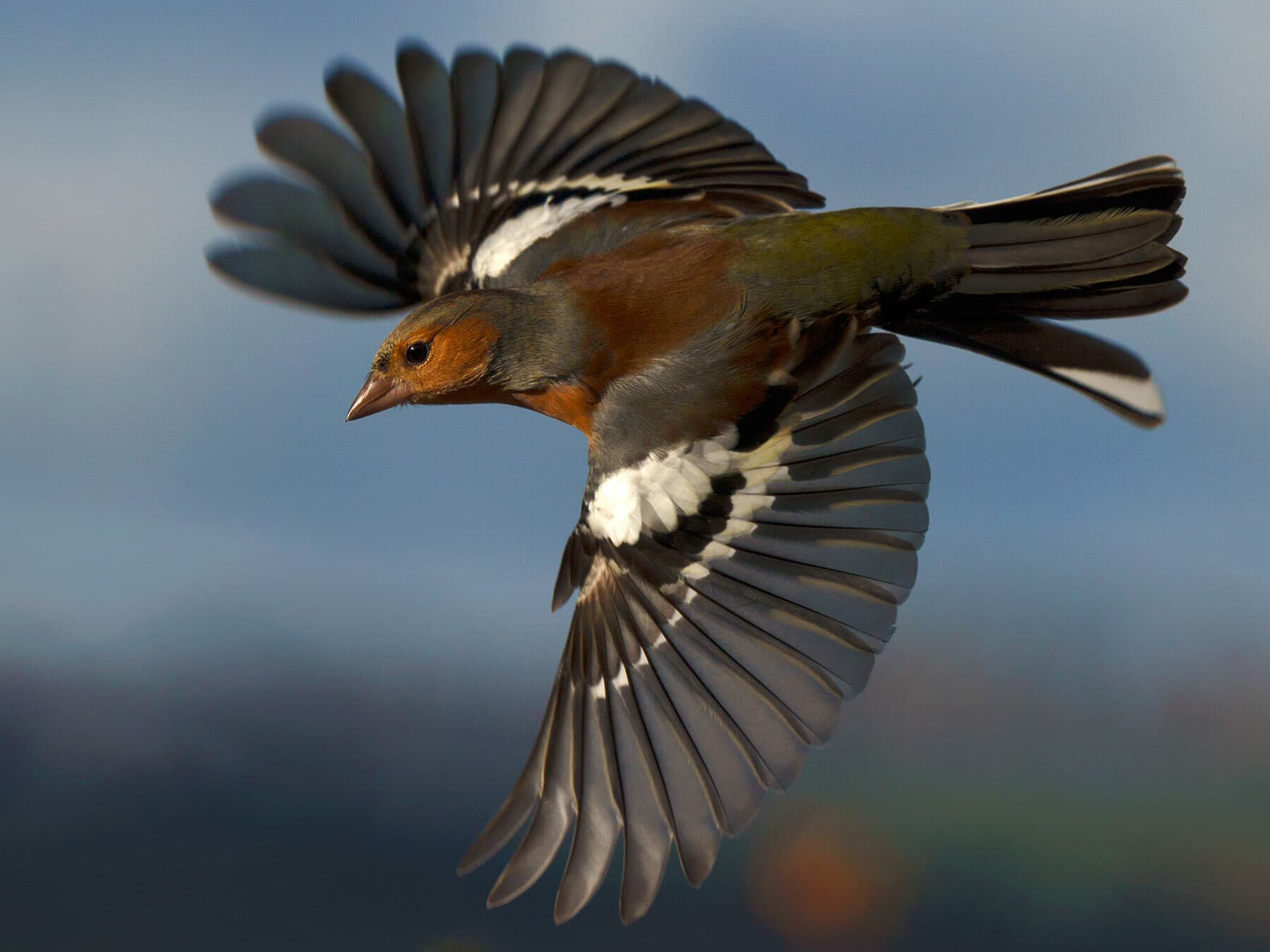 Chaffinch Flying