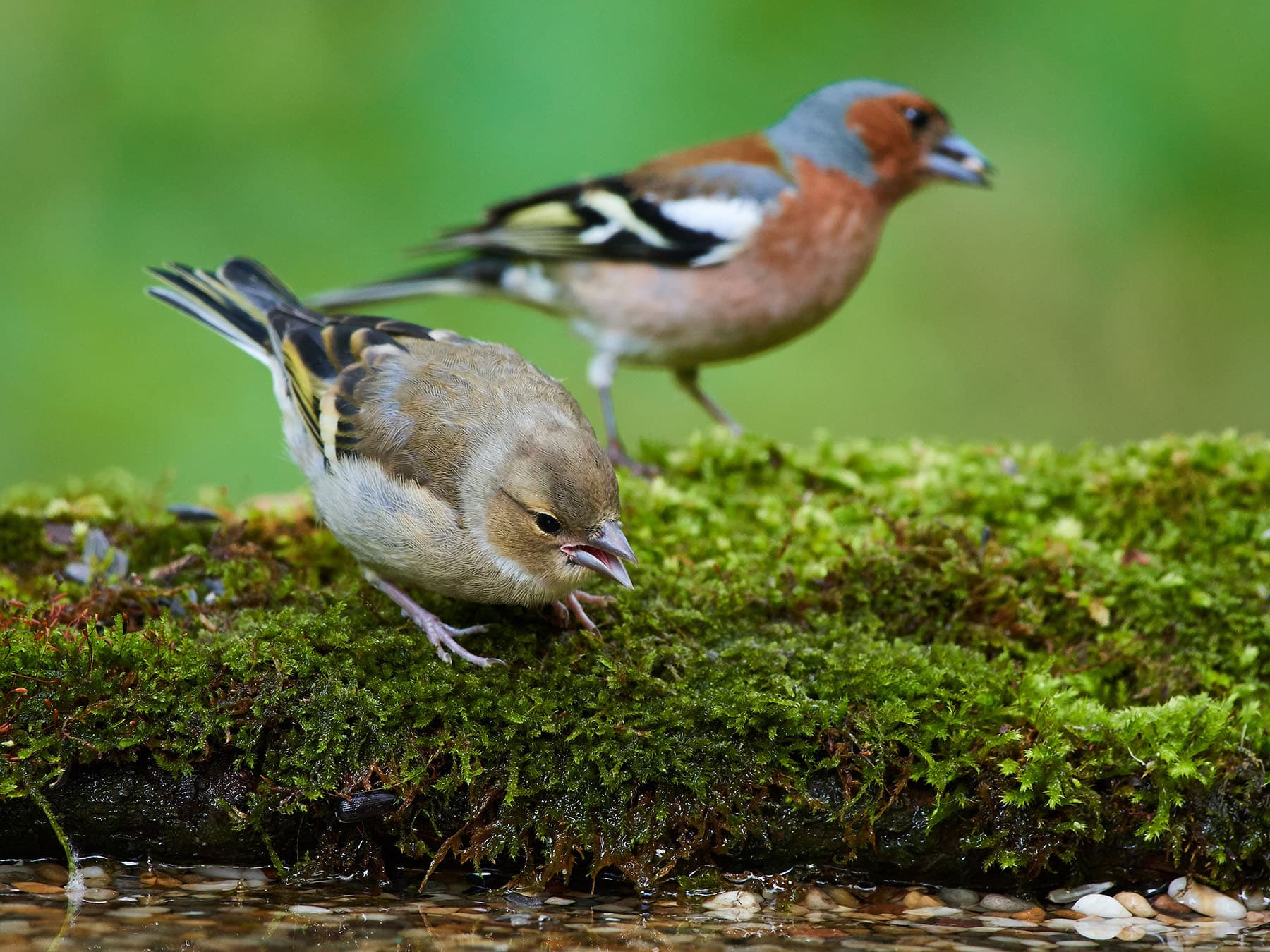 Pair of Chaffinches foraging - female at the front, male in the background