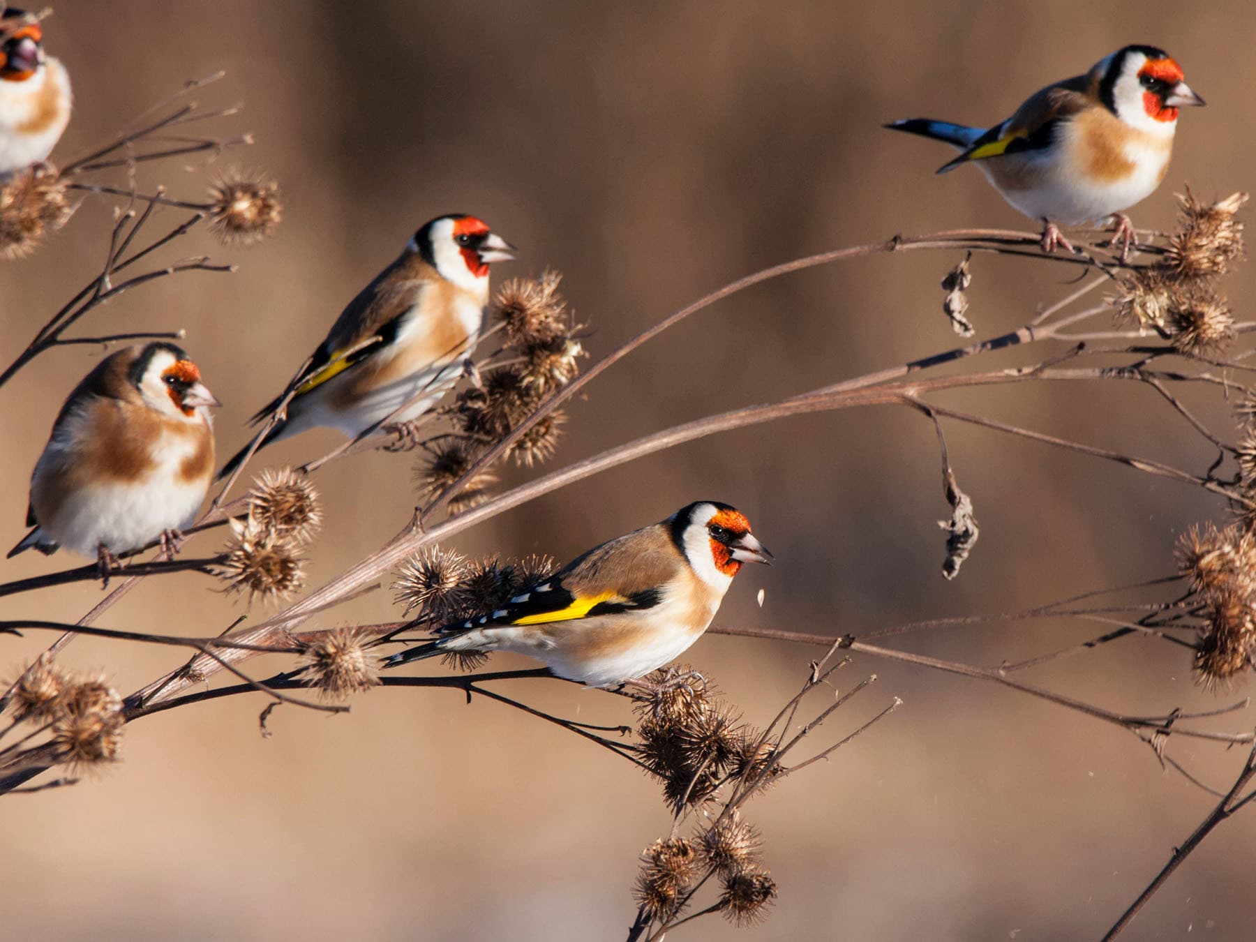 A small charm of Goldfinches