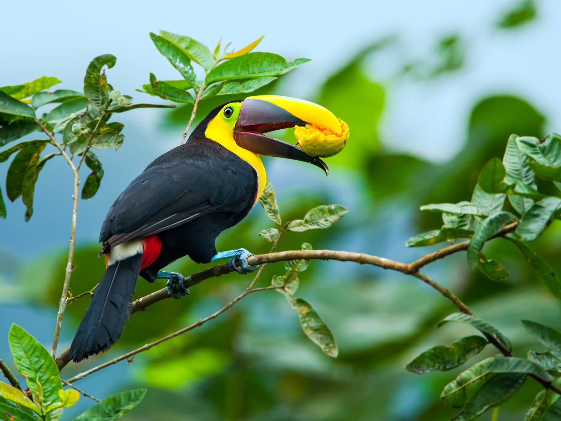 Chestnut mandibled toucan eating guava fruit