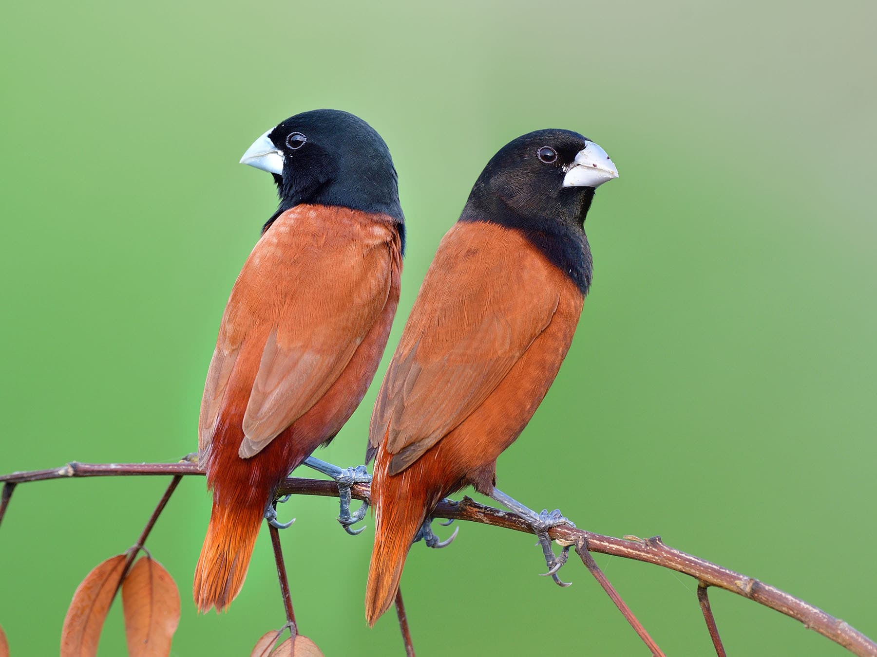 Pair of Chestnut Munias