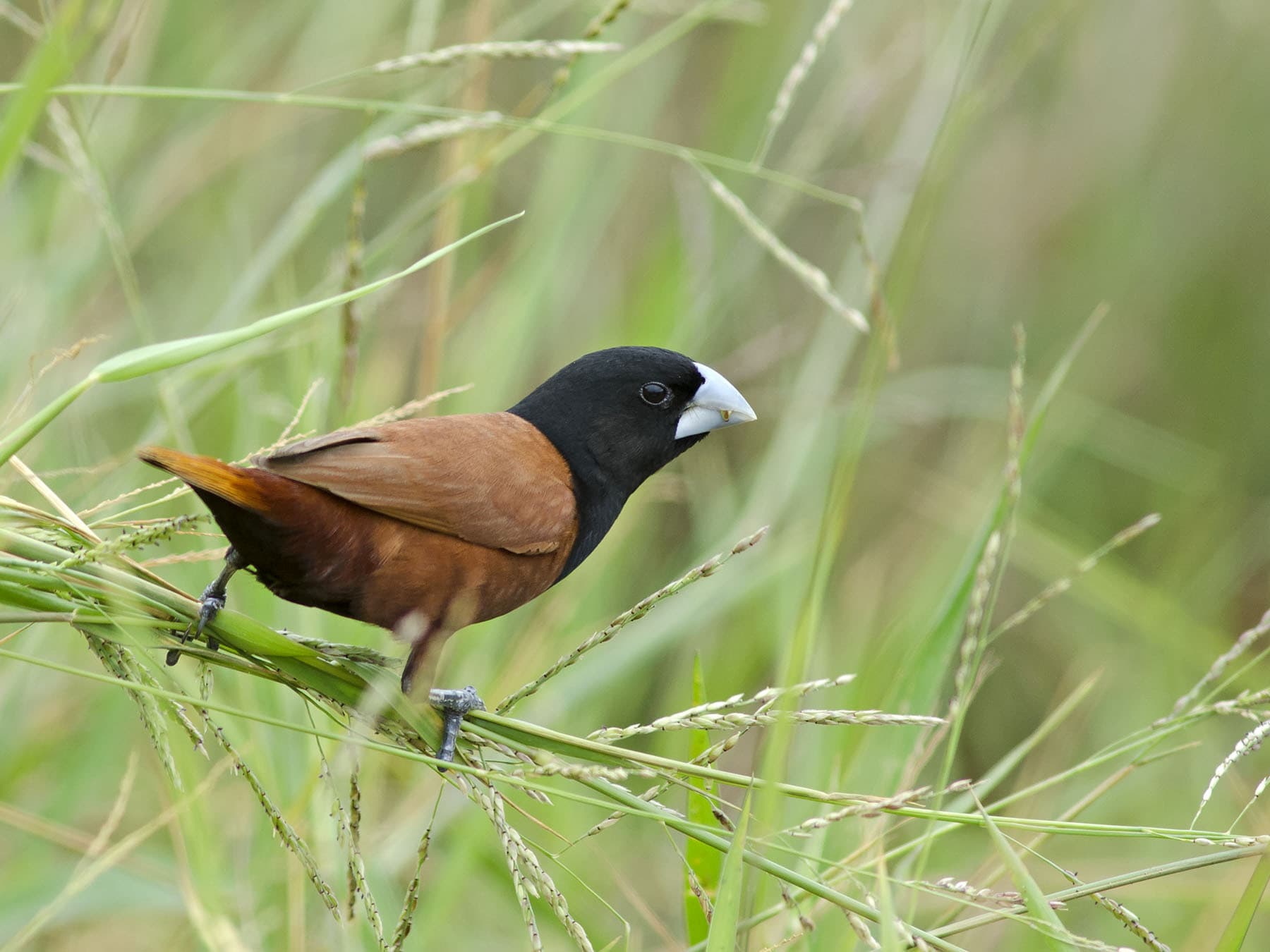 Chestnut Munia perching in long grass