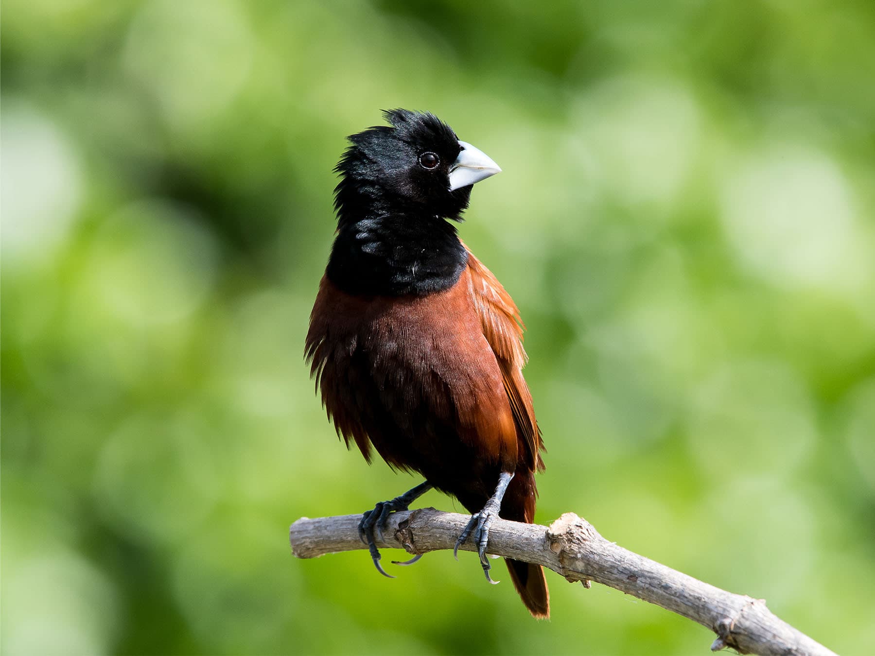 Chestnut Munia sitting on a tree limb