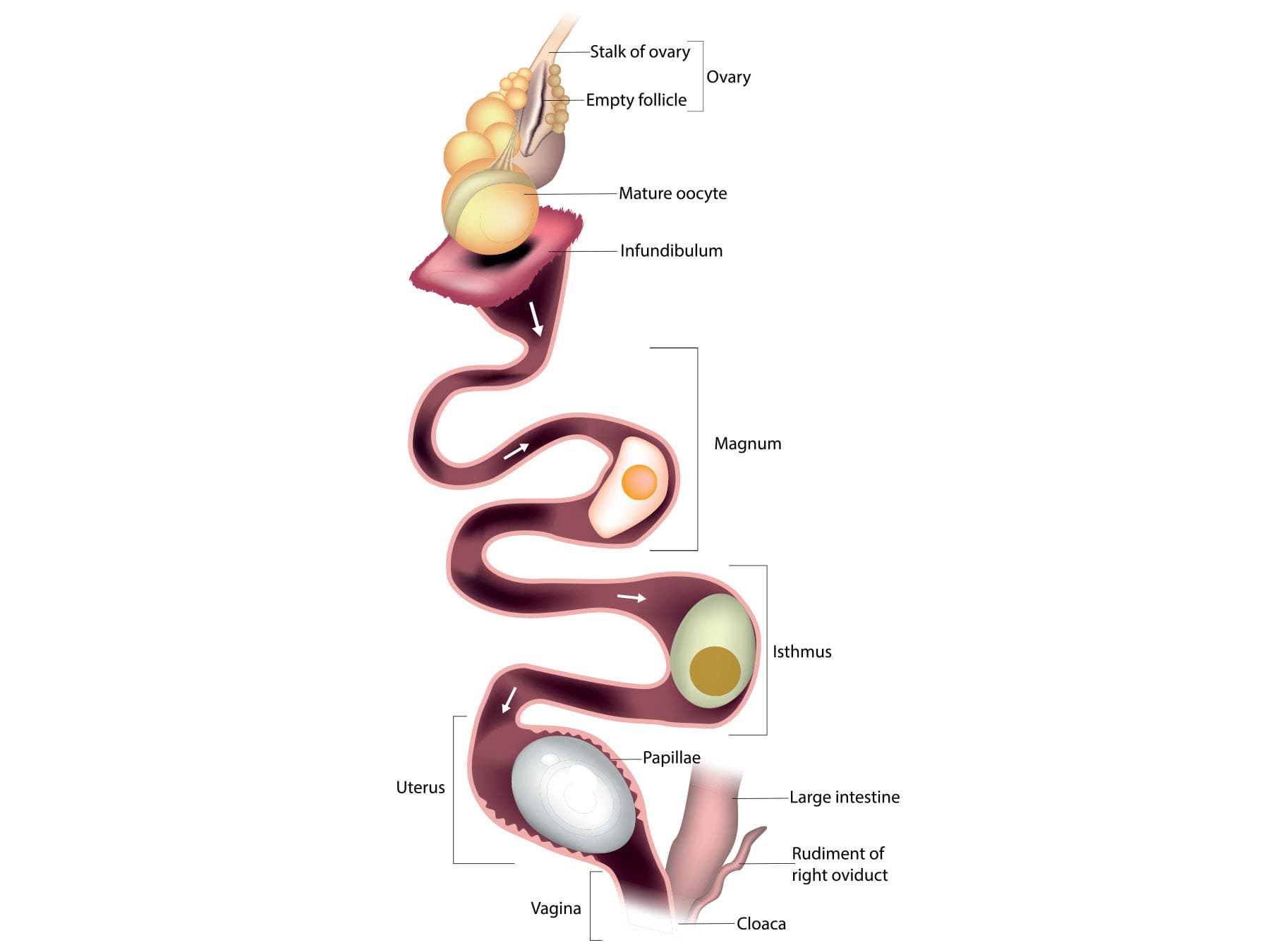 Chicken oviduct segments