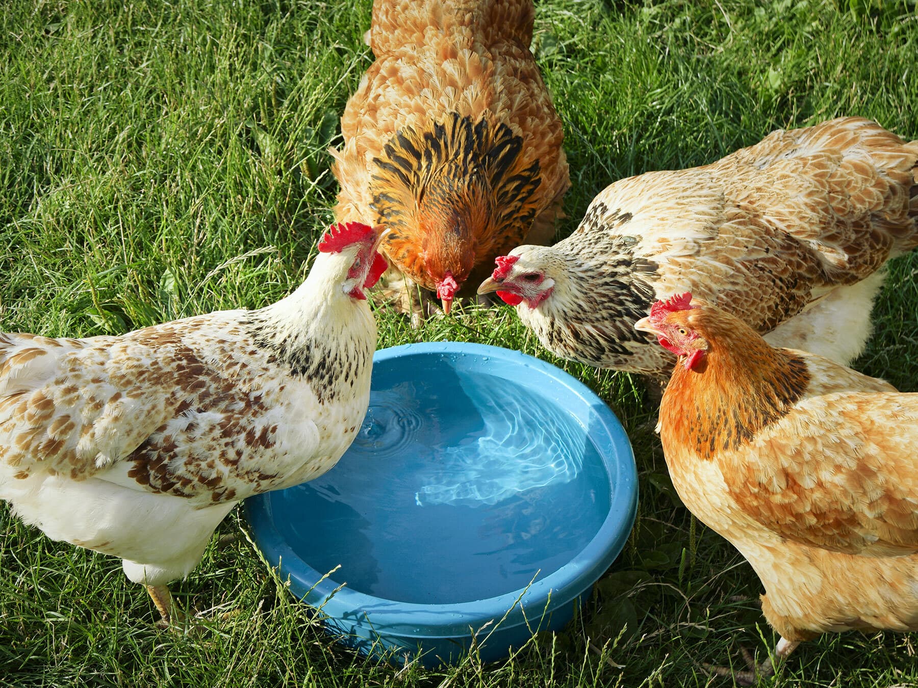 Chickens drinking water