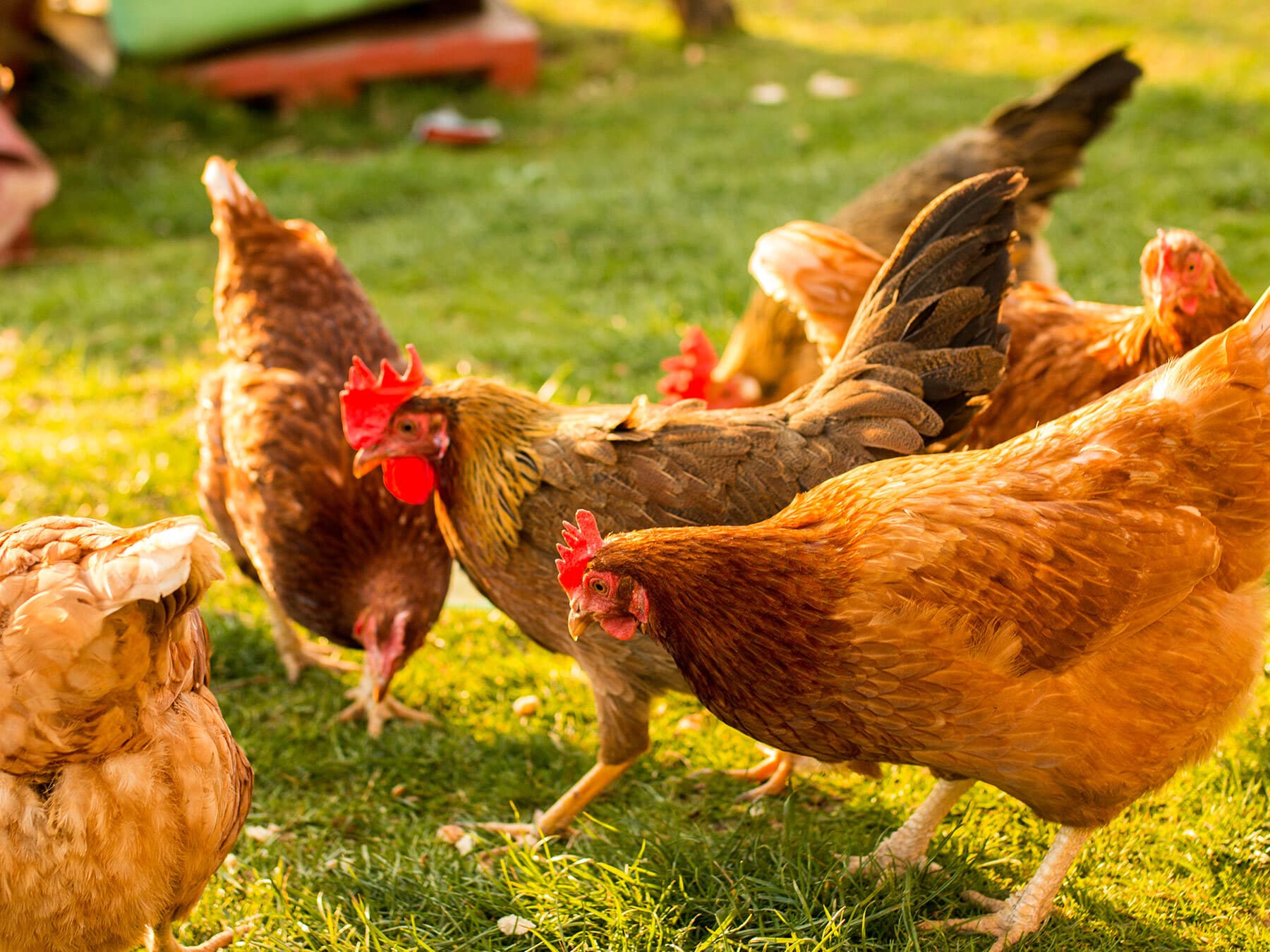 Chickens lay eggs without mating