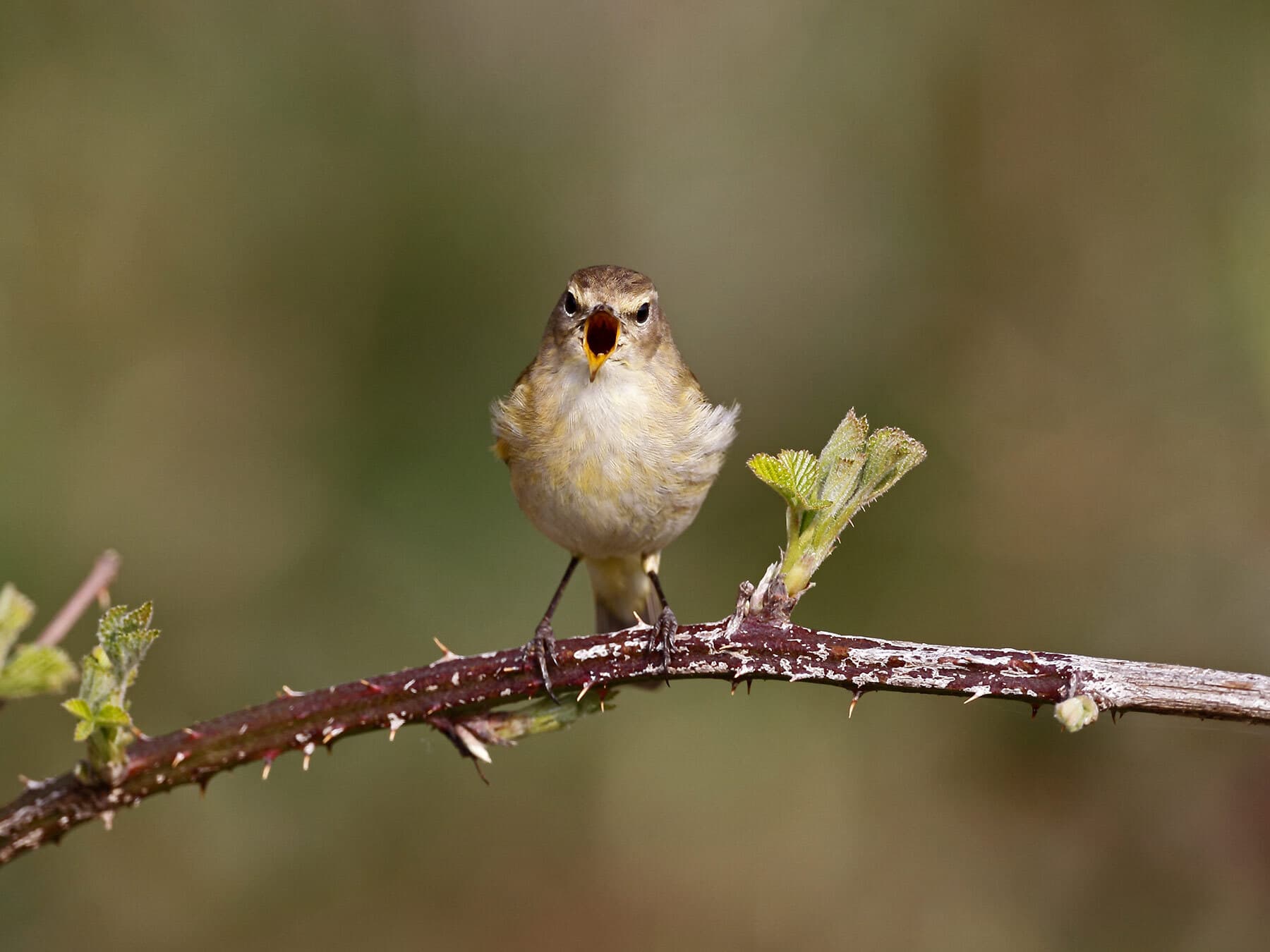 Chiffchaff singing