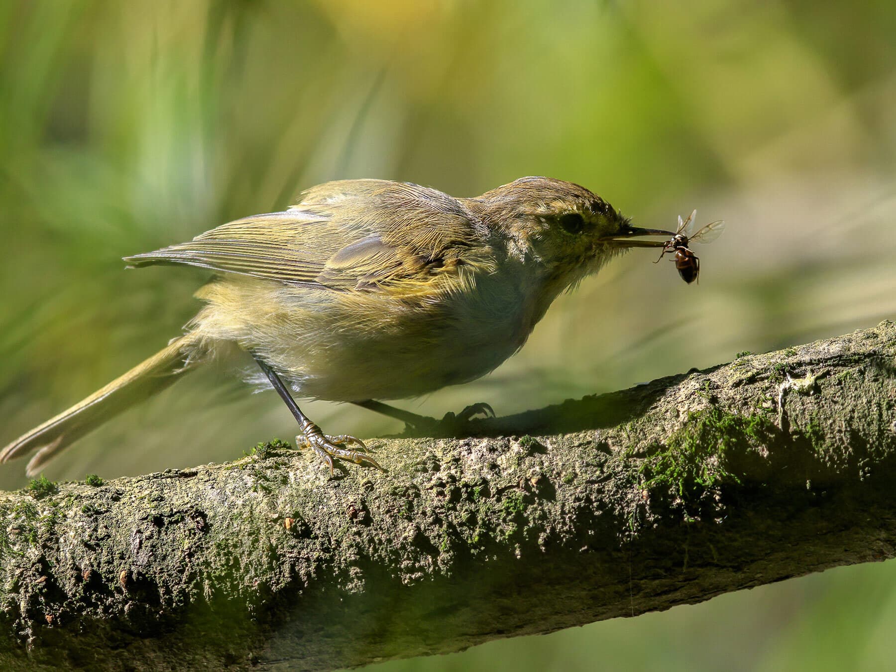 Chiffchaff | Birdfact