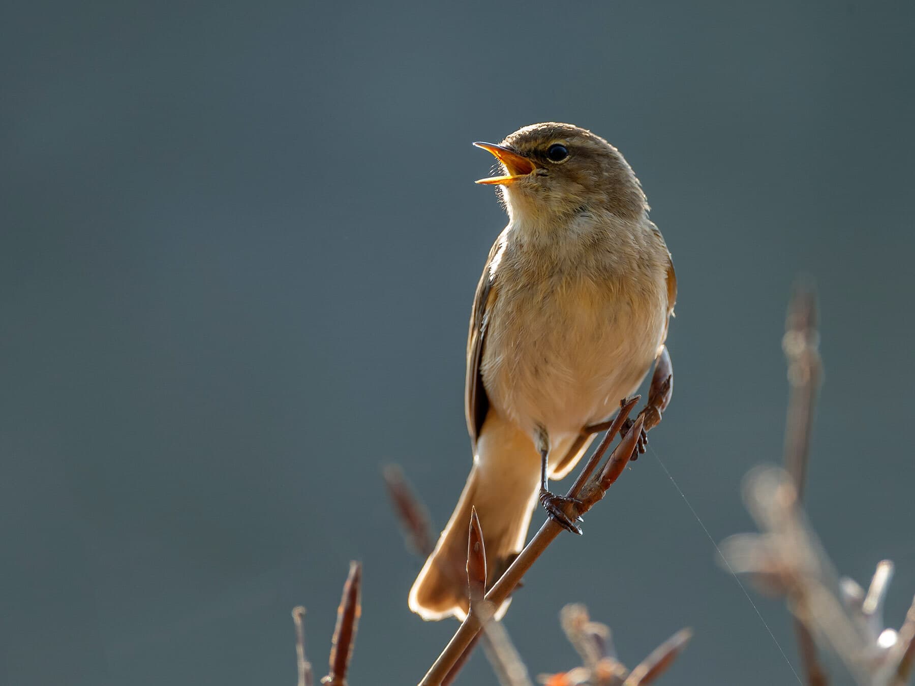 Chiffchaff | Birdfact