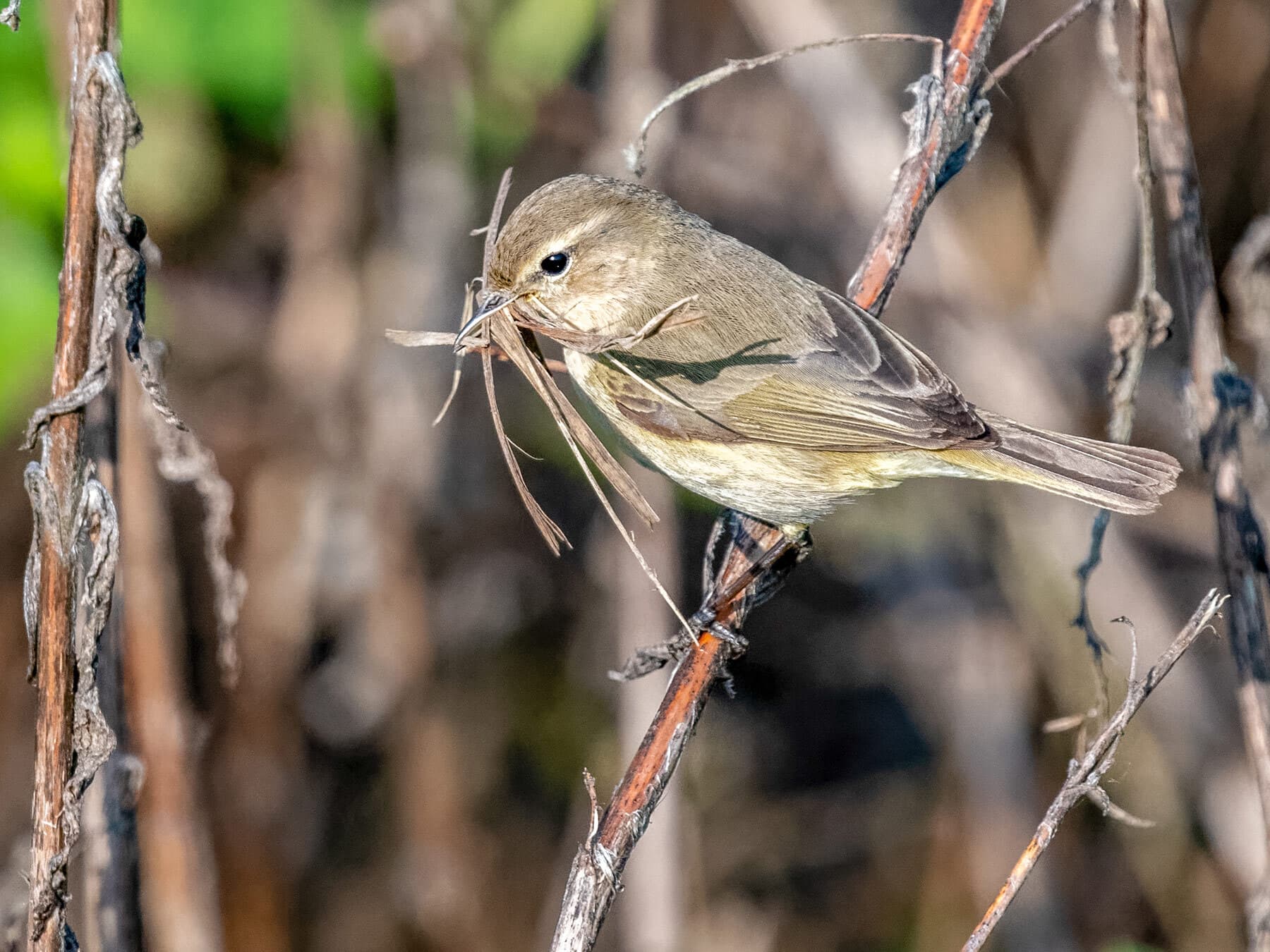 Chiffchaff collecting material to construct a nest