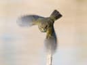 Chiffchaff | Birdfact