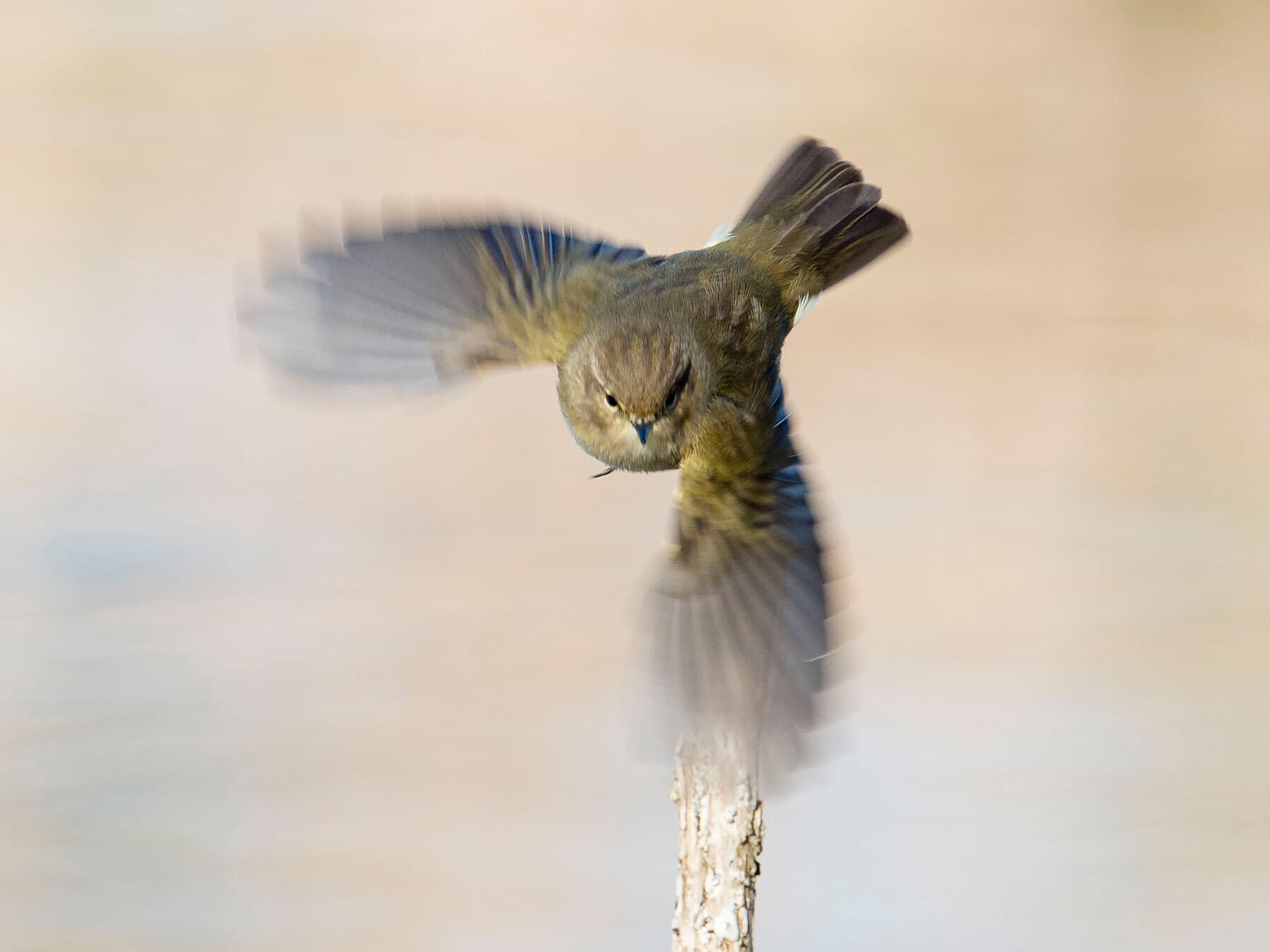 Chiffchaff Bird Facts (Phylloscopus collybita) | Birdfact