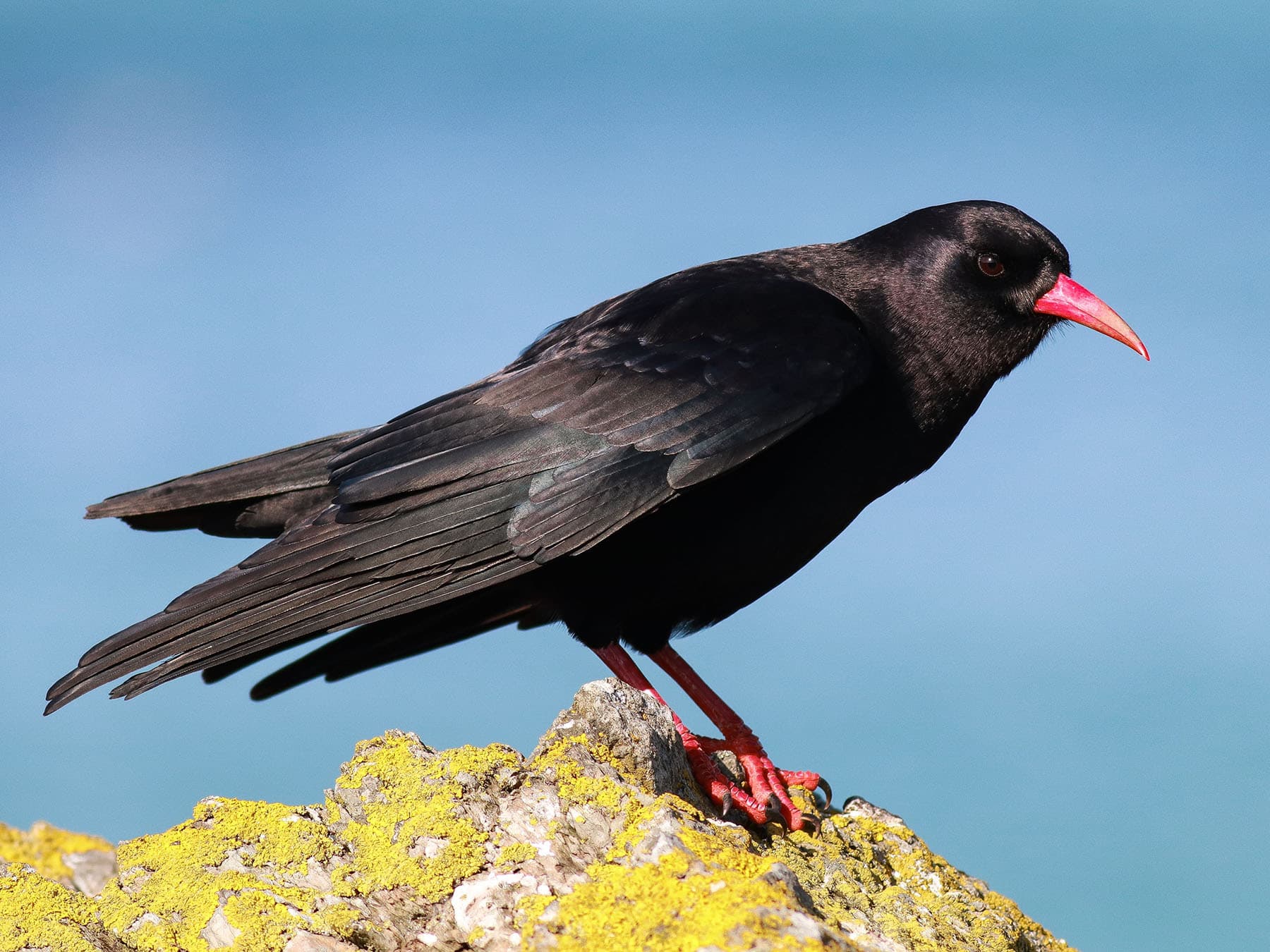 Close up of a Chough