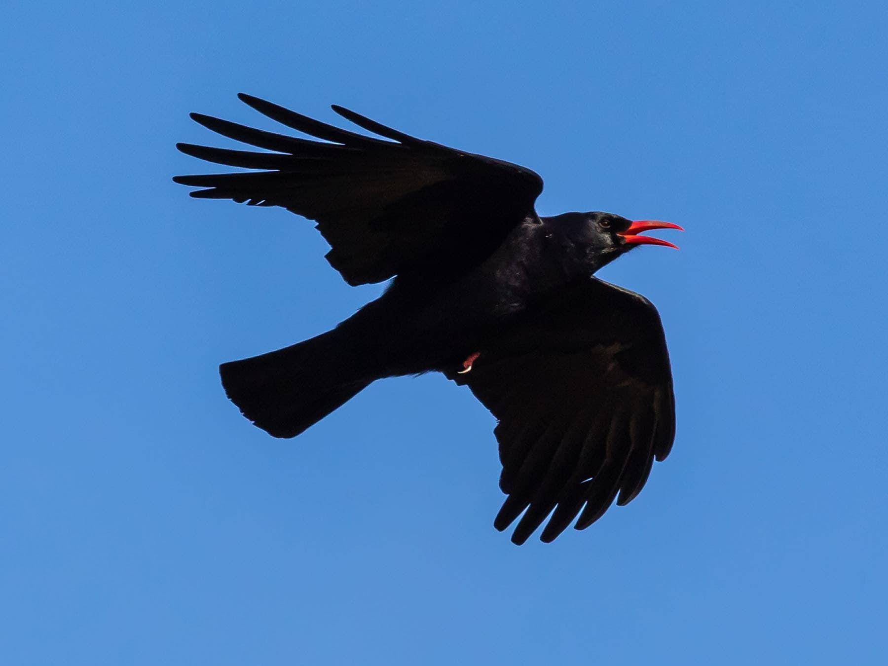 Chough in flight