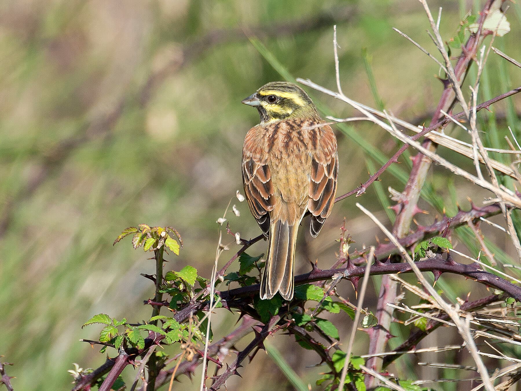Back of a Cirl Bunting