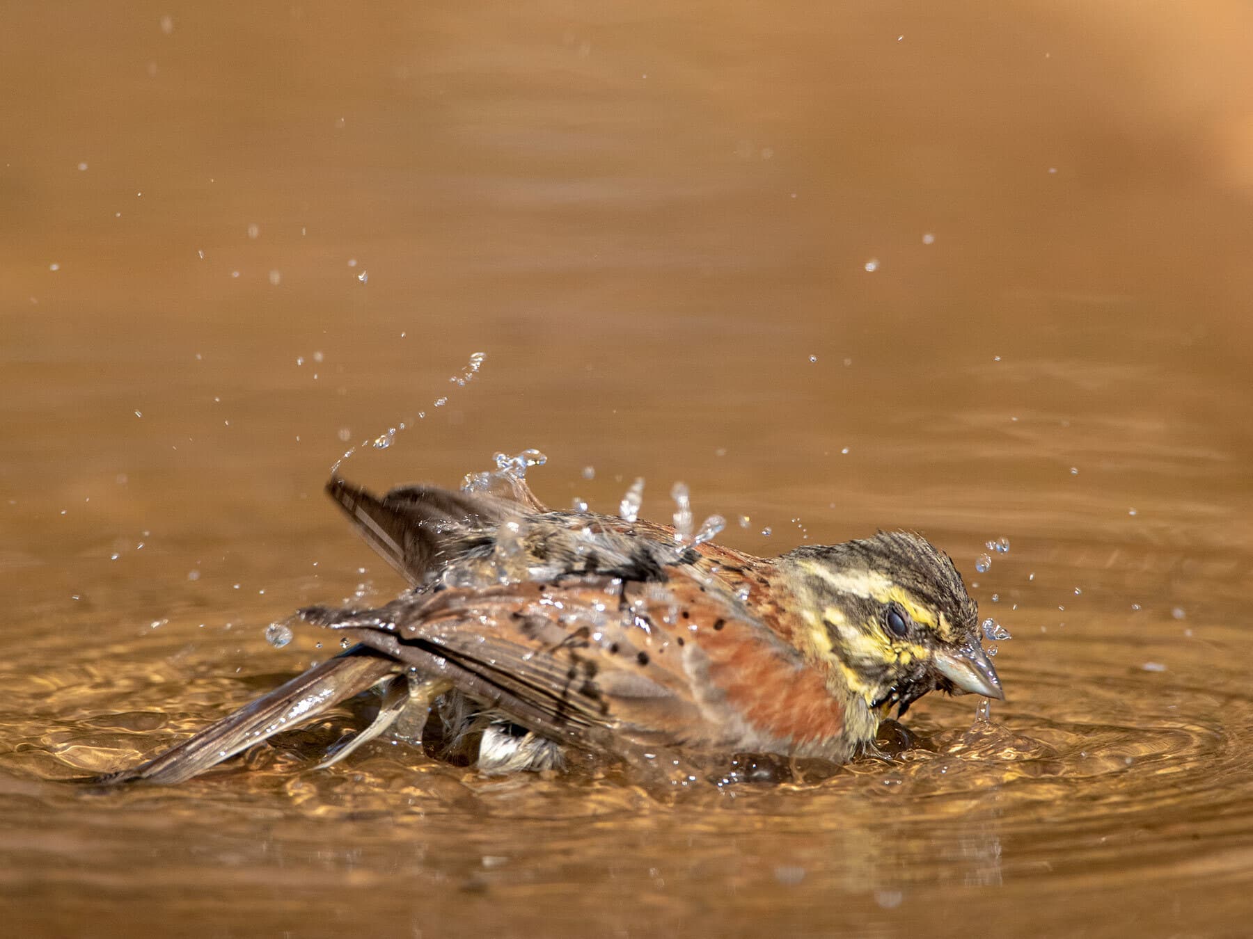 Cirl Bunting in water