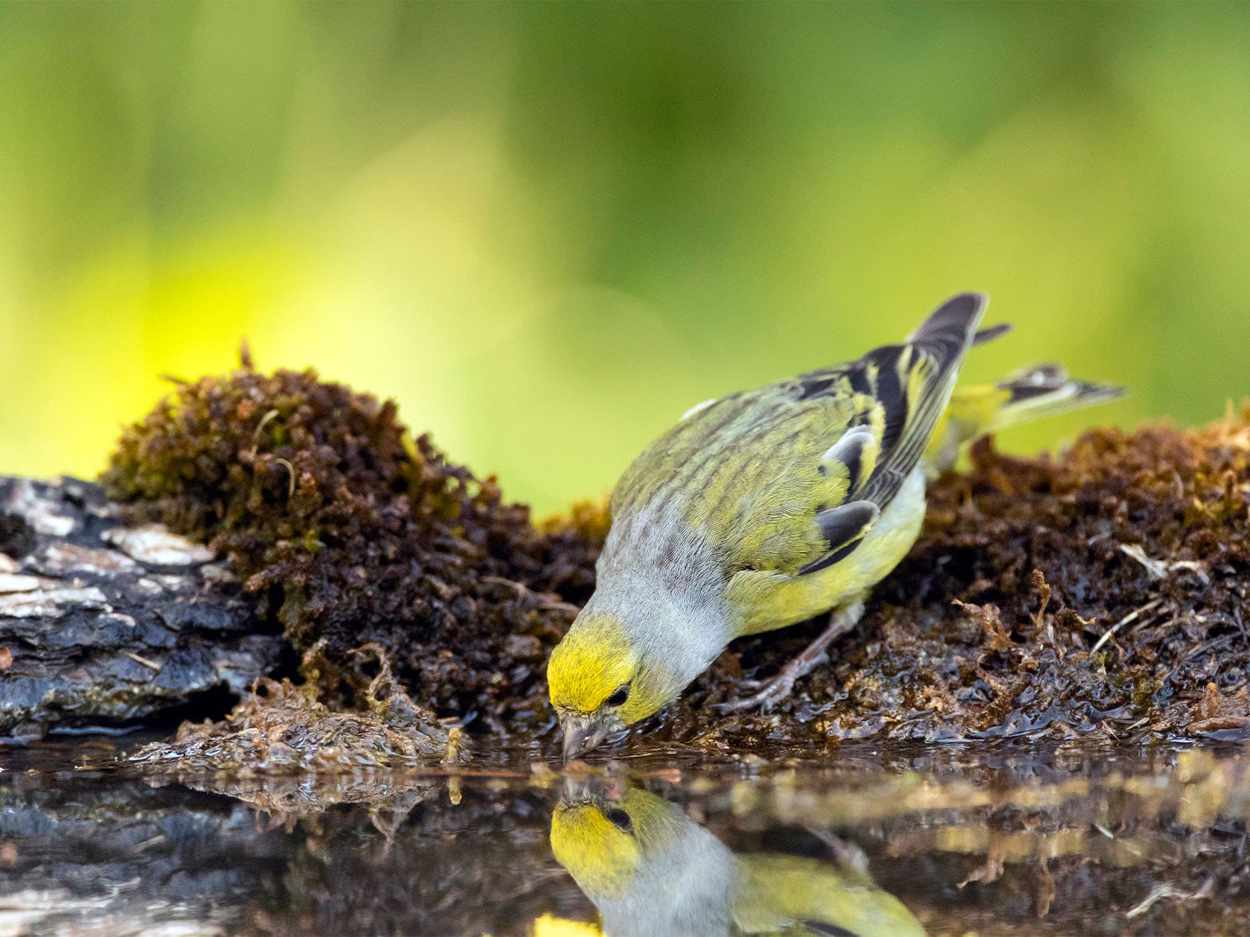 Citril Finch taking a drink