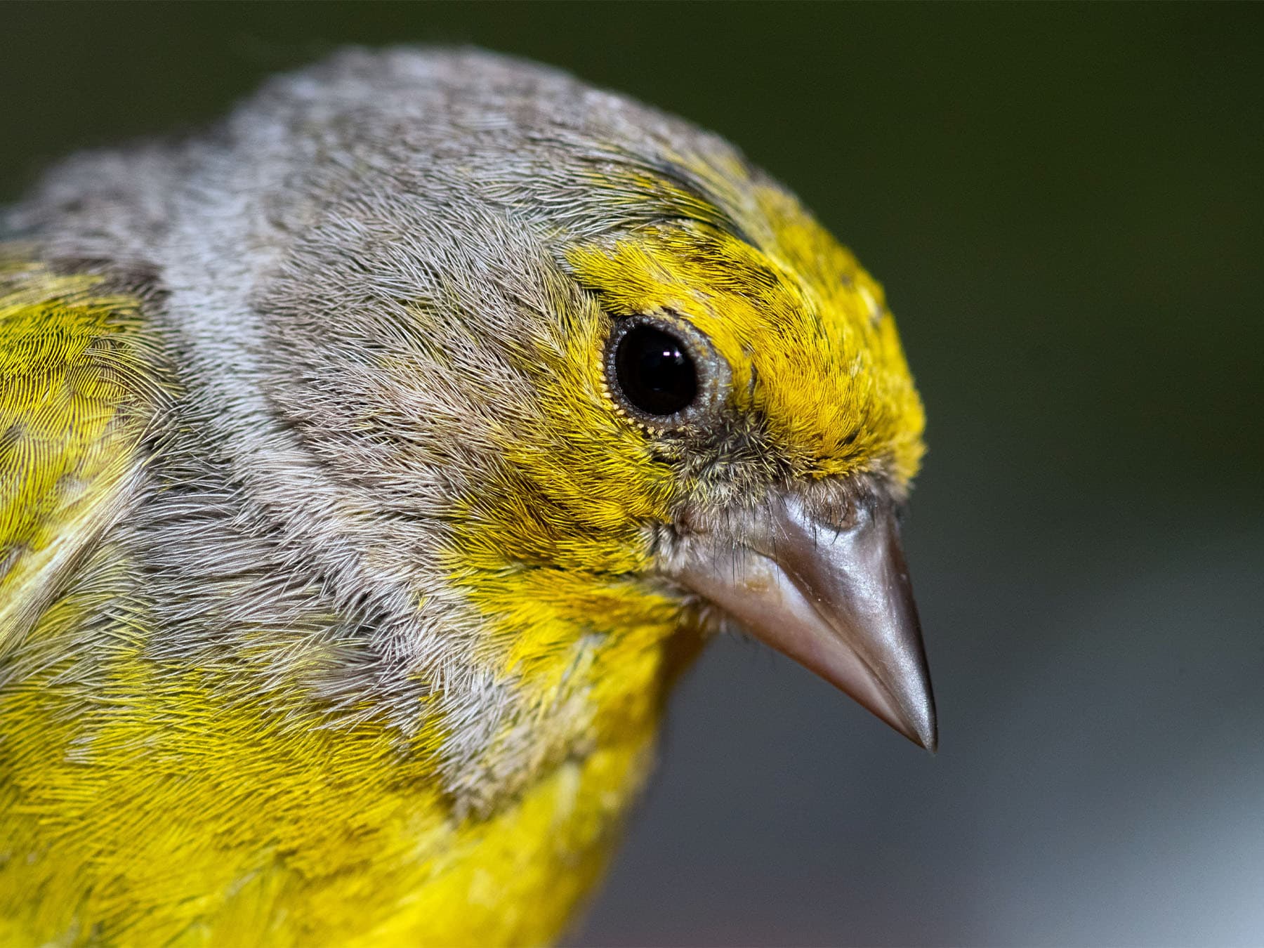 Portrait of a Citril Finch