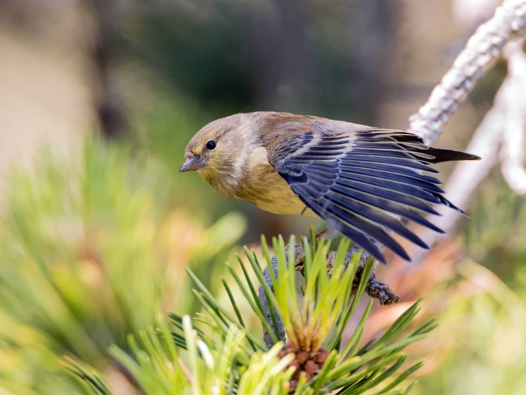 Citril Finch about to take-off