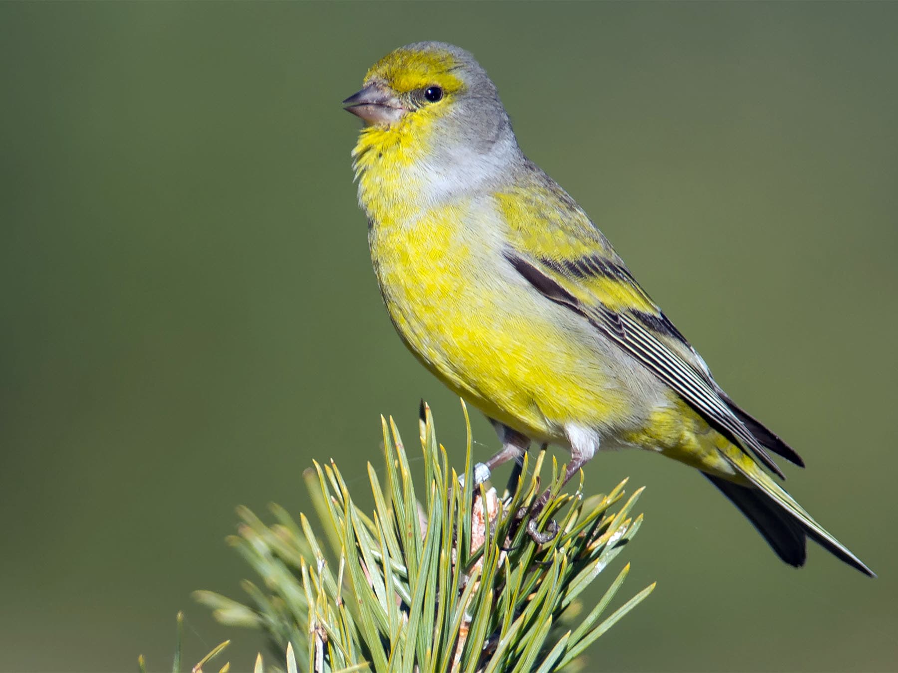 Citril Finch