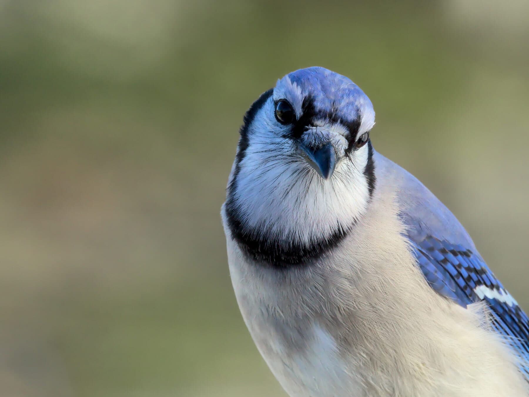 Close up of blue jay