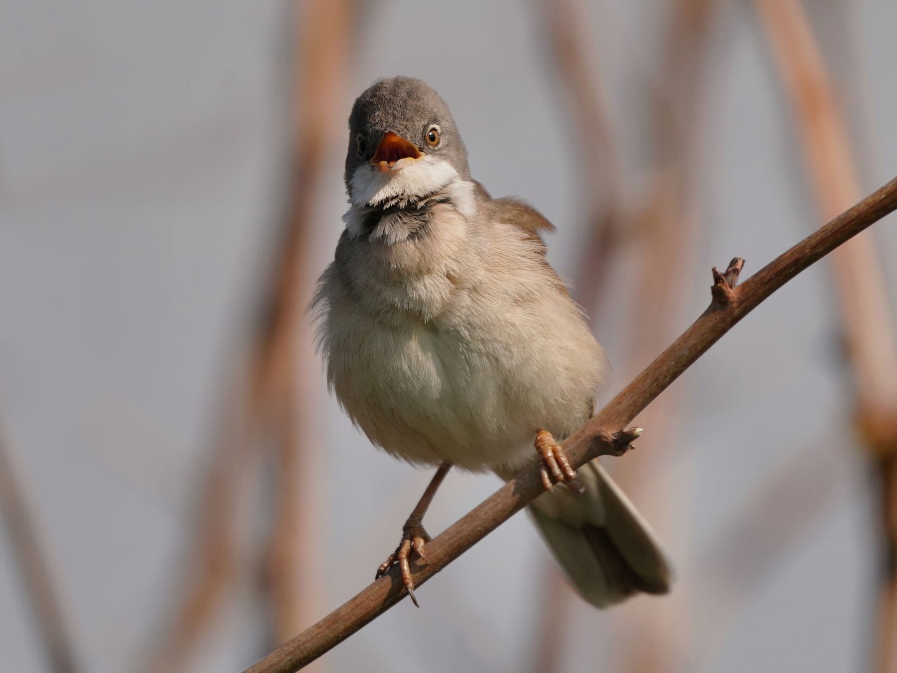 Close up of a Whitethroat