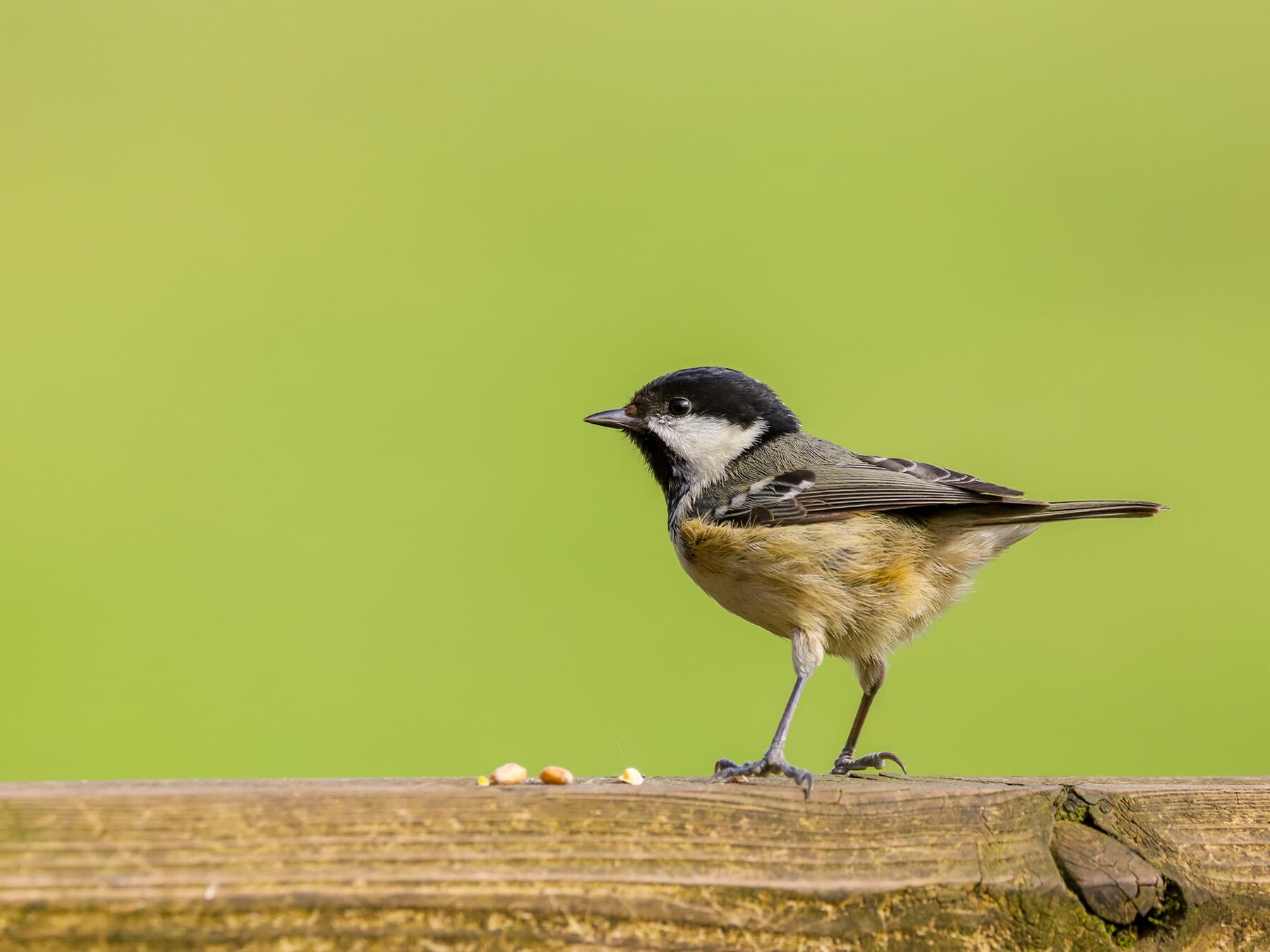 Coal Tit eating seeds