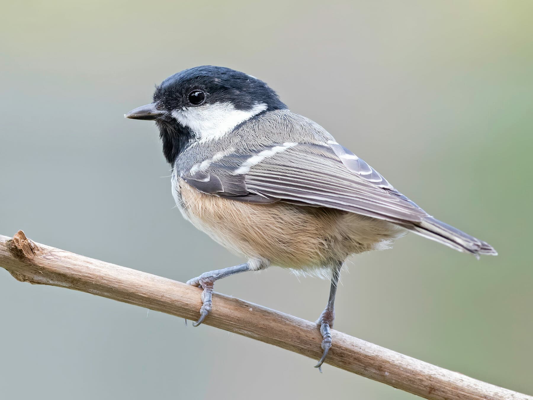 Close up of a Coal Tit