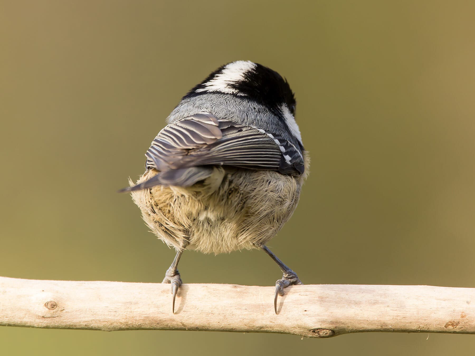 Coal Tit from behind