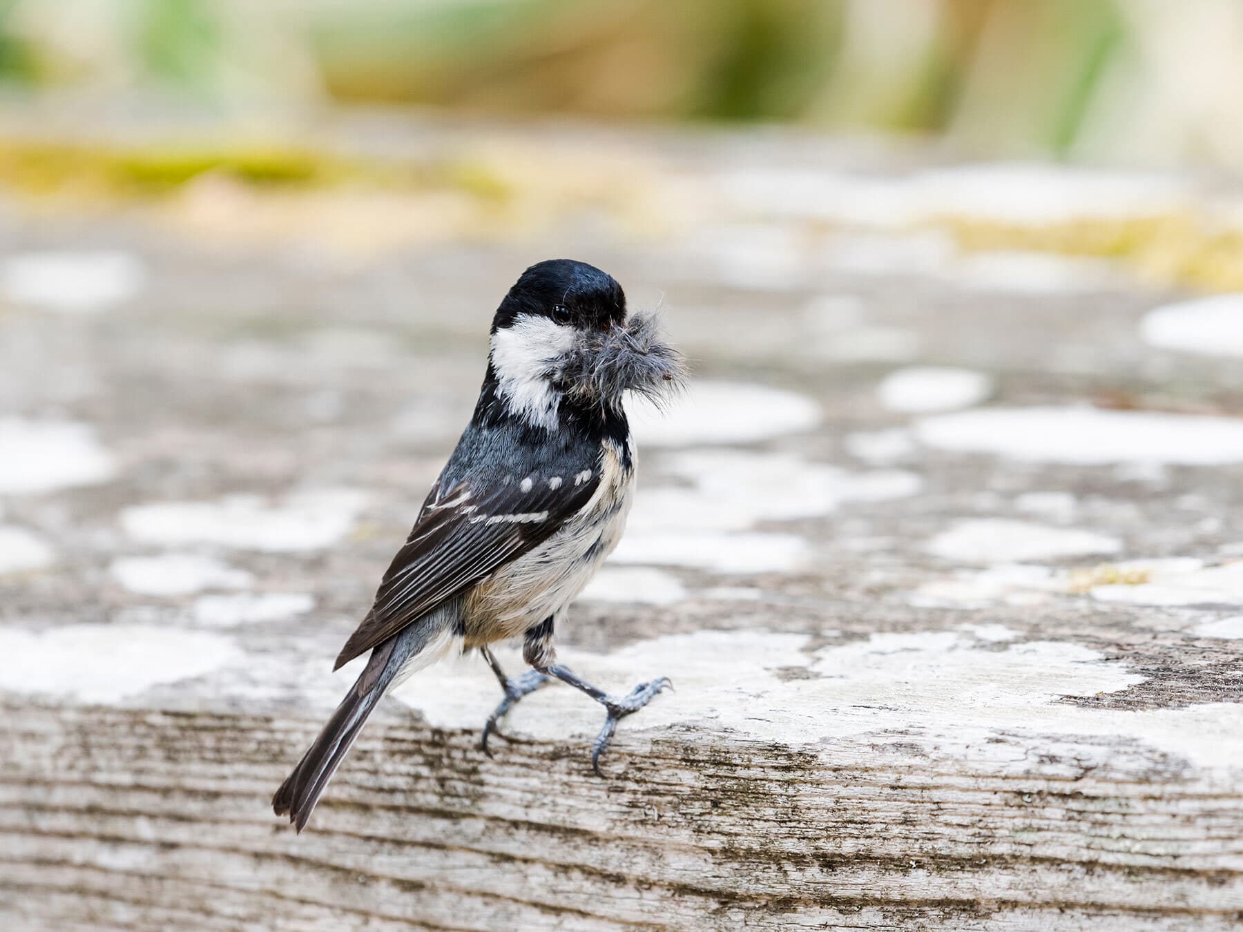 Coal Tit gathering nesting materials