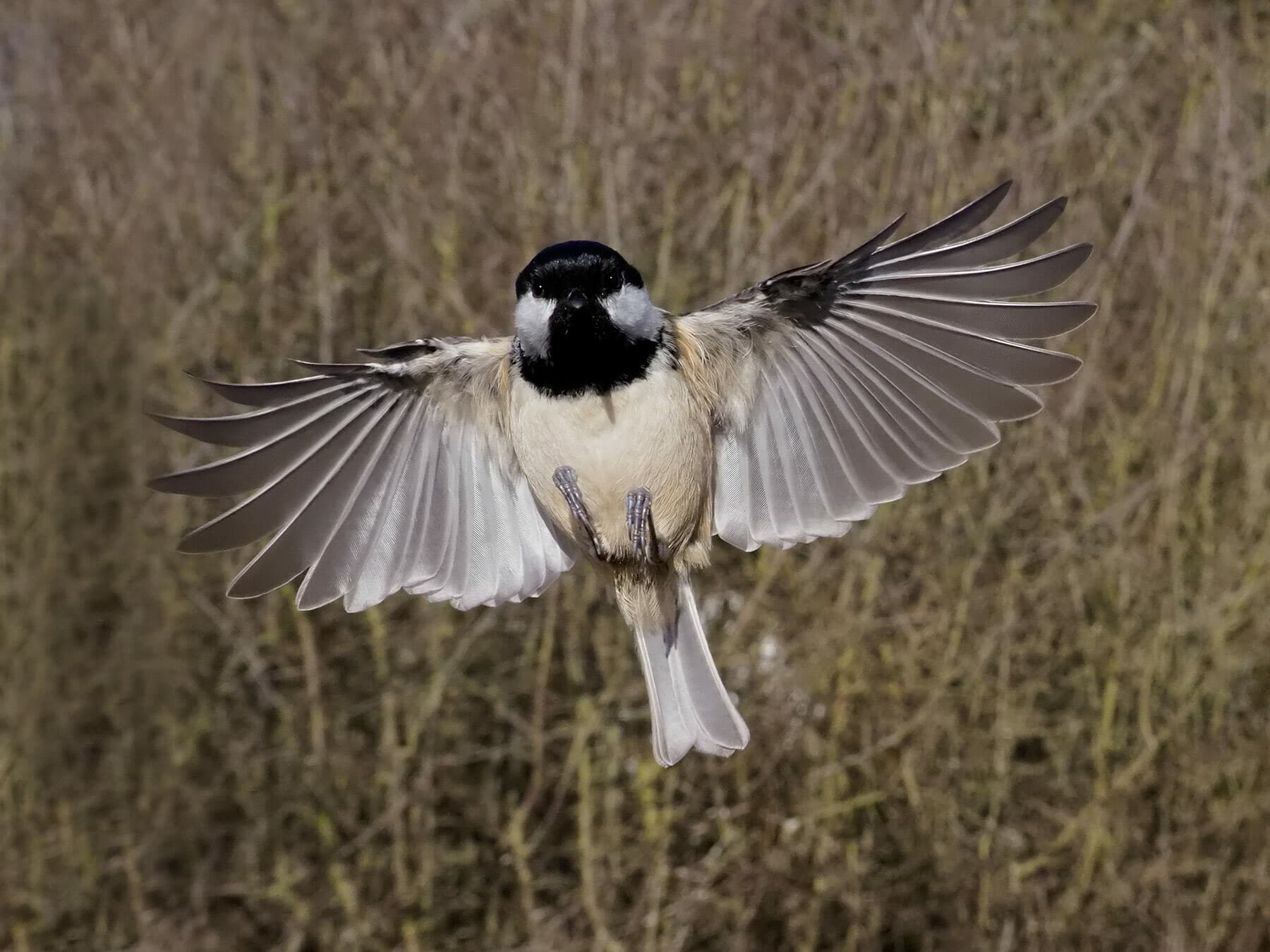 Coal Tit in flight
